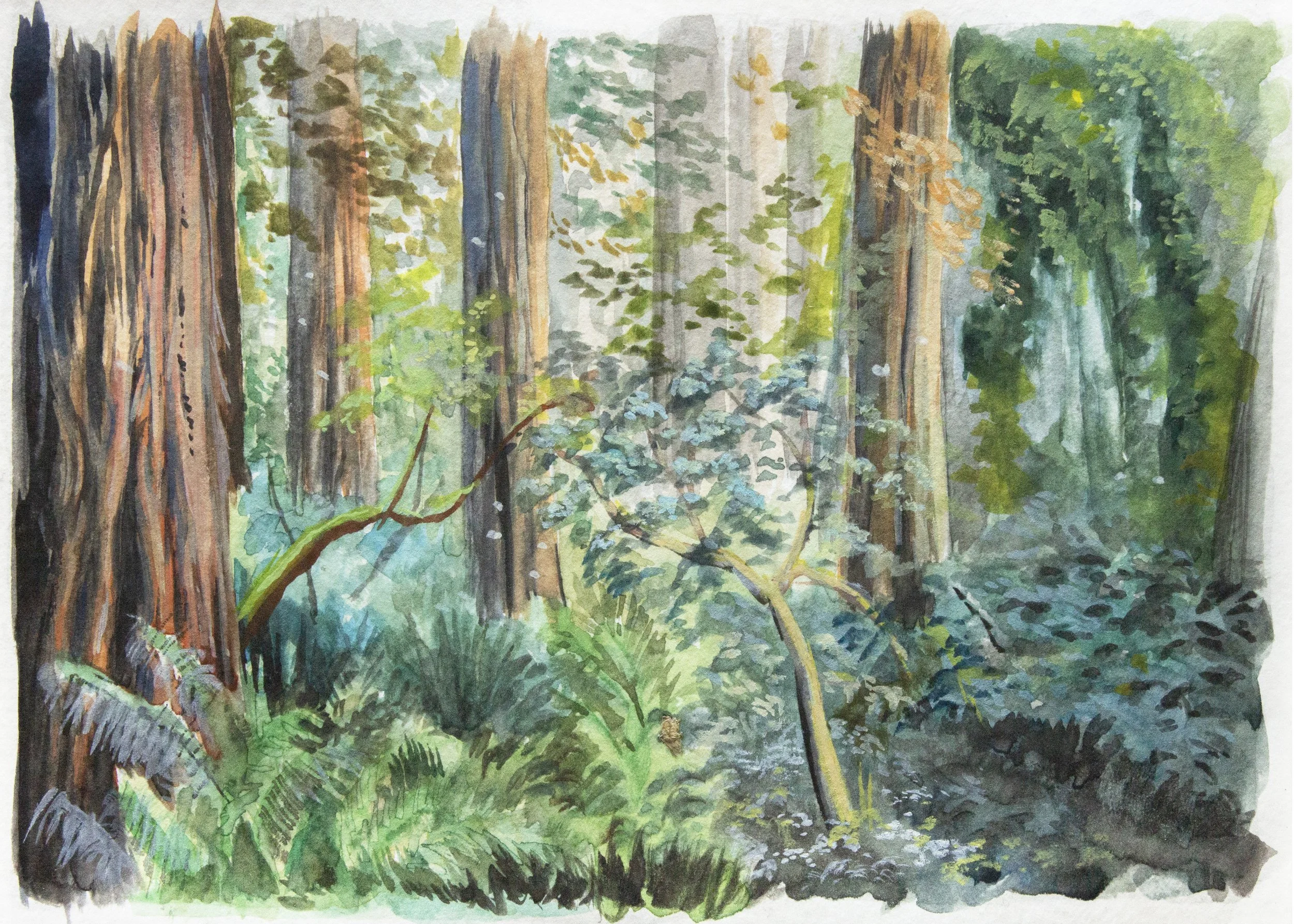 Redwood Forest - 5" x 7" watercolor on paper 2020