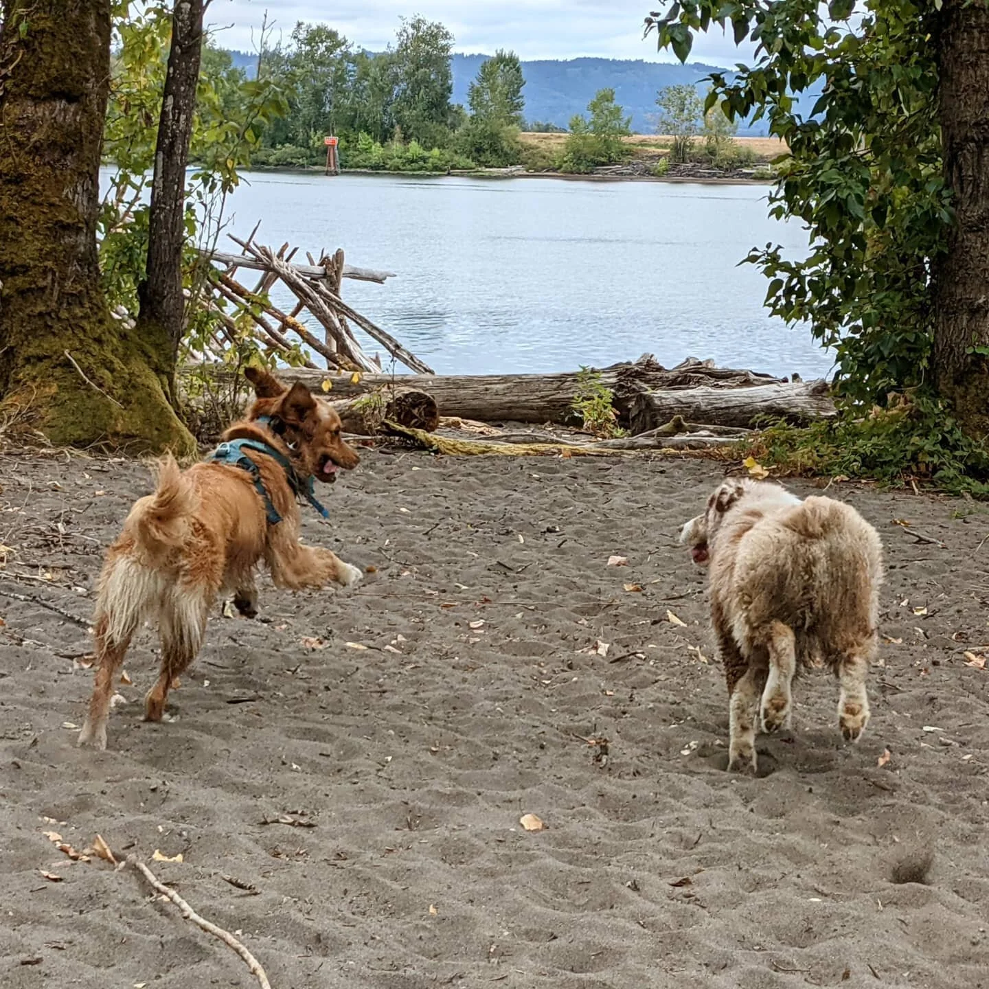 I'm so thankful that fall is rapidly approaching and that hot and sunny days will soon be behind us. Summer is a tough time for those who take dogs out, not only because of the excessive heat, but also the fact that there are so many more people conc