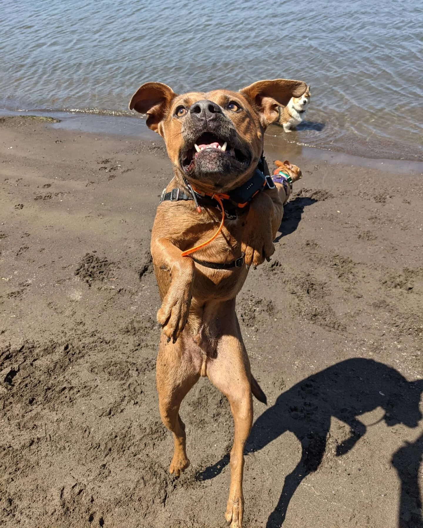 Astro was very excited to show off his new dance moves.
.
📍On the traditional land of the Cowlitz tribe. 
.
.
.
.
.
.
.
.
.
#packharmony #pdxdogtrainer #dogsofinstagram #adventuredog #dogtrainer #positivetrainer #clickertraining #exploringwithdogs #