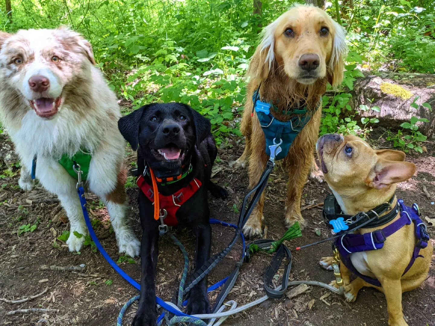 Happy Pride Month!
People and dogs come in all colors, shapes, and sizes, and they all deserve love and adventure.

📍On the traditional land of the Cowlitz tribe. 
.
.
.
.
.
.
.
.
.
#packharmony #pdxdogtrainer #dogsofinstagram #adventuredog #dogtrai