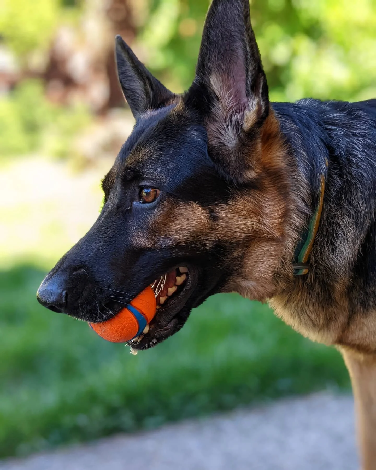 📍 On the traditional land of the Cowlitz tribe. 

Ellie is boarding with us right now, and she LOVES playing fetch! 

ID: A close up portrait of Ellie, a black and tan German Shepherd, with an orange ball in her mouth. Behind her is green grass and 