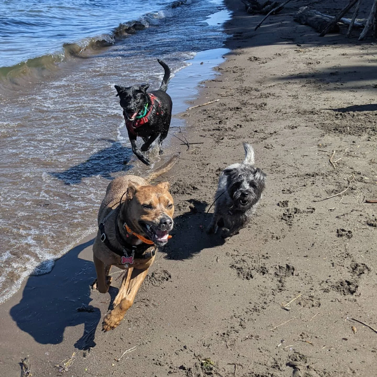 The addition of water can take things from a good time to a GREAT time. Just ask Astro, Olive, and Brus.

📍On the traditional land of the Cowlitz tribe. 
.
.
.
.
.
.
.
.
.
#packharmony #pdxdogtrainer #dogsofinstagram #adventuredog #dogtrainer #posit