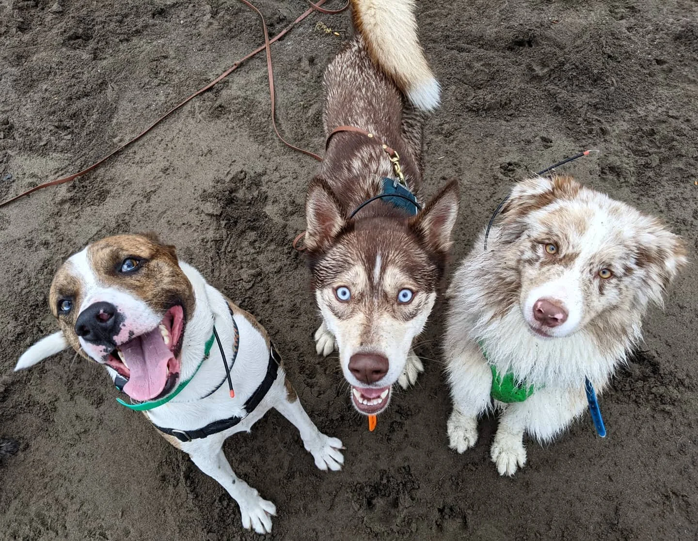 Some people might say that Tova's eyes are pretty intense. XD
.
.
.
.
.
.
.
.
.#packharmony #pdxdogtrainer #dogsofinstagram #adventuredog #dogtrainer #positivetrainer #clickertraining #exploringwithdogs #adventure #dogtraining&nbsp;#pdxdogs #dogsofpd
