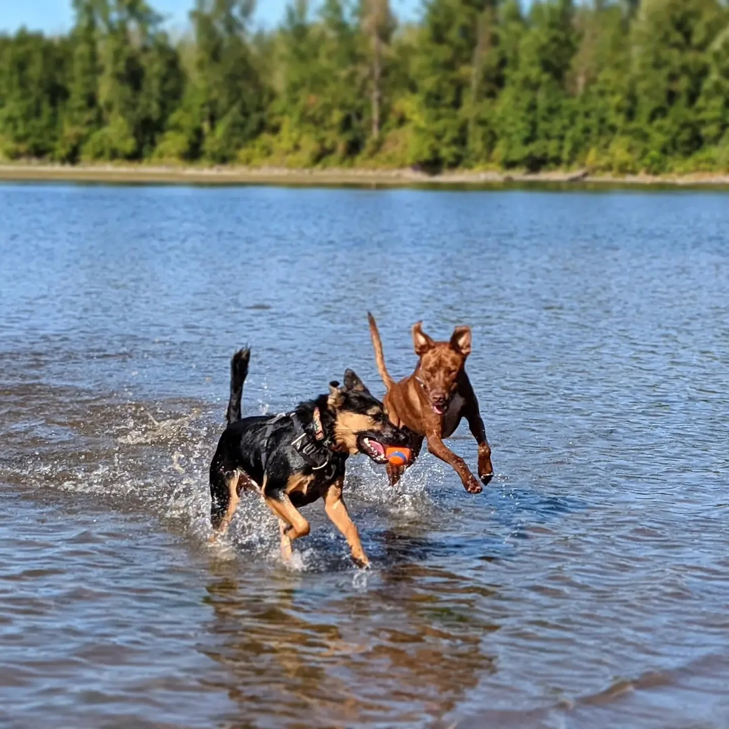 📍On the unceded land of the Cowlitz tribe. 

Their joy brings me joy. Nothing better than two best friends running through the water together.
.
.
.
#packharmony #pdxdogtrainer #dogsofinstagram #adventuredog #dogtrainer #positivetrainer #clickertrai