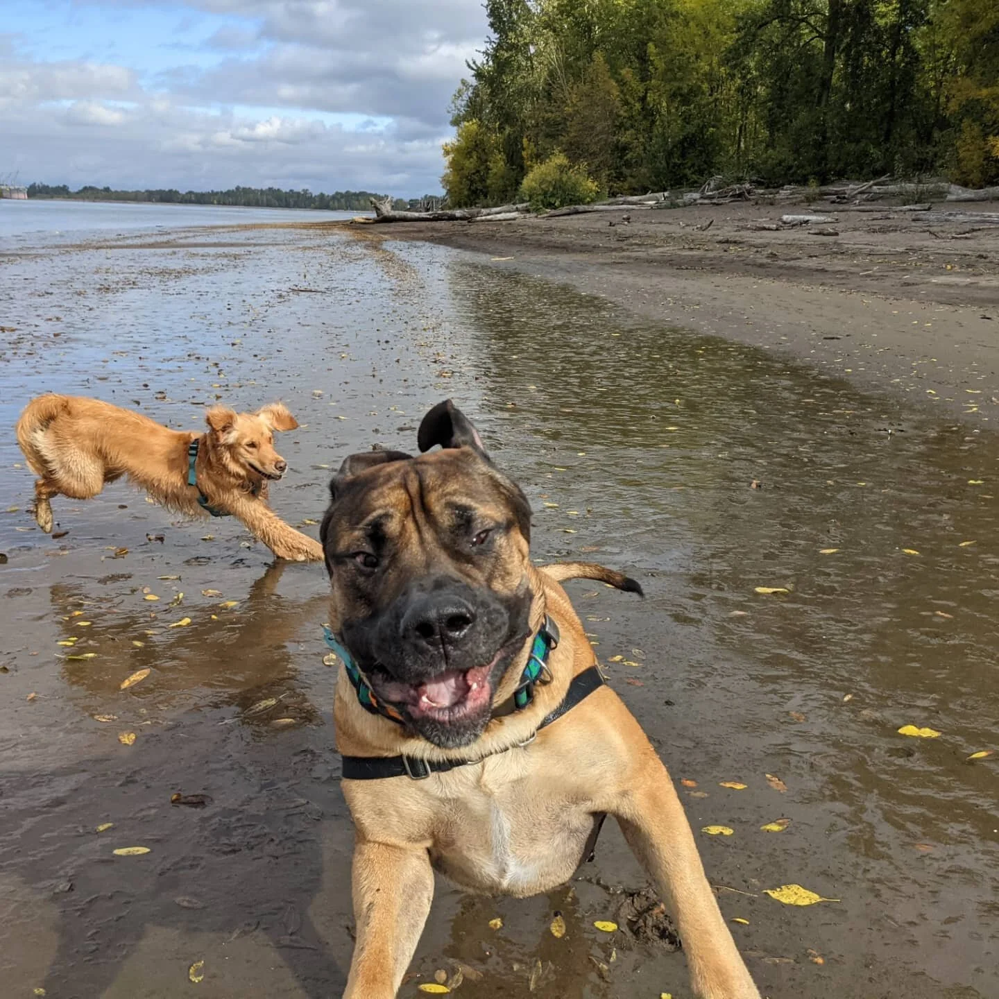 There is nothing better than seeing a mastiff's face mid-run.

📍On the traditional land of the Cowlitz tribe. 
.
.
.
.
.
.
.
.
.
#packharmony #pdxdogtrainer #dogsofinstagram #adventuredog #dogtrainer #positivetrainer #clickertraining #exploringwithd