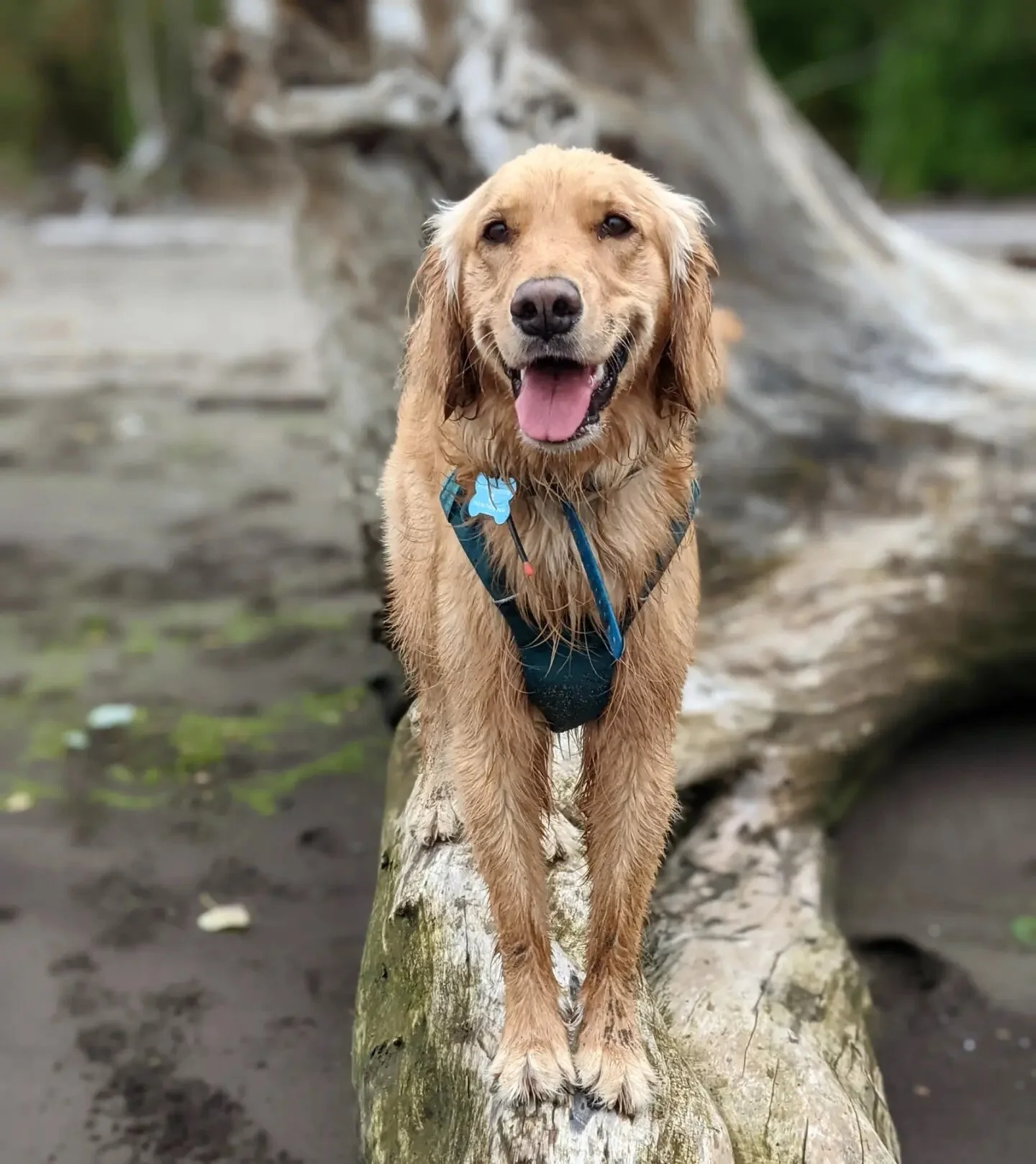 Rufio knows nothing gets you through to the weekend like a nice romp at the river.

📍On the traditional land of the Cowlitz tribe. 
.
.
.
.
.
.
.
.
.
#packharmony #pdxdogtrainer #dogsofinstagram #adventuredog #dogtrainer #positivetrainer #clickertra