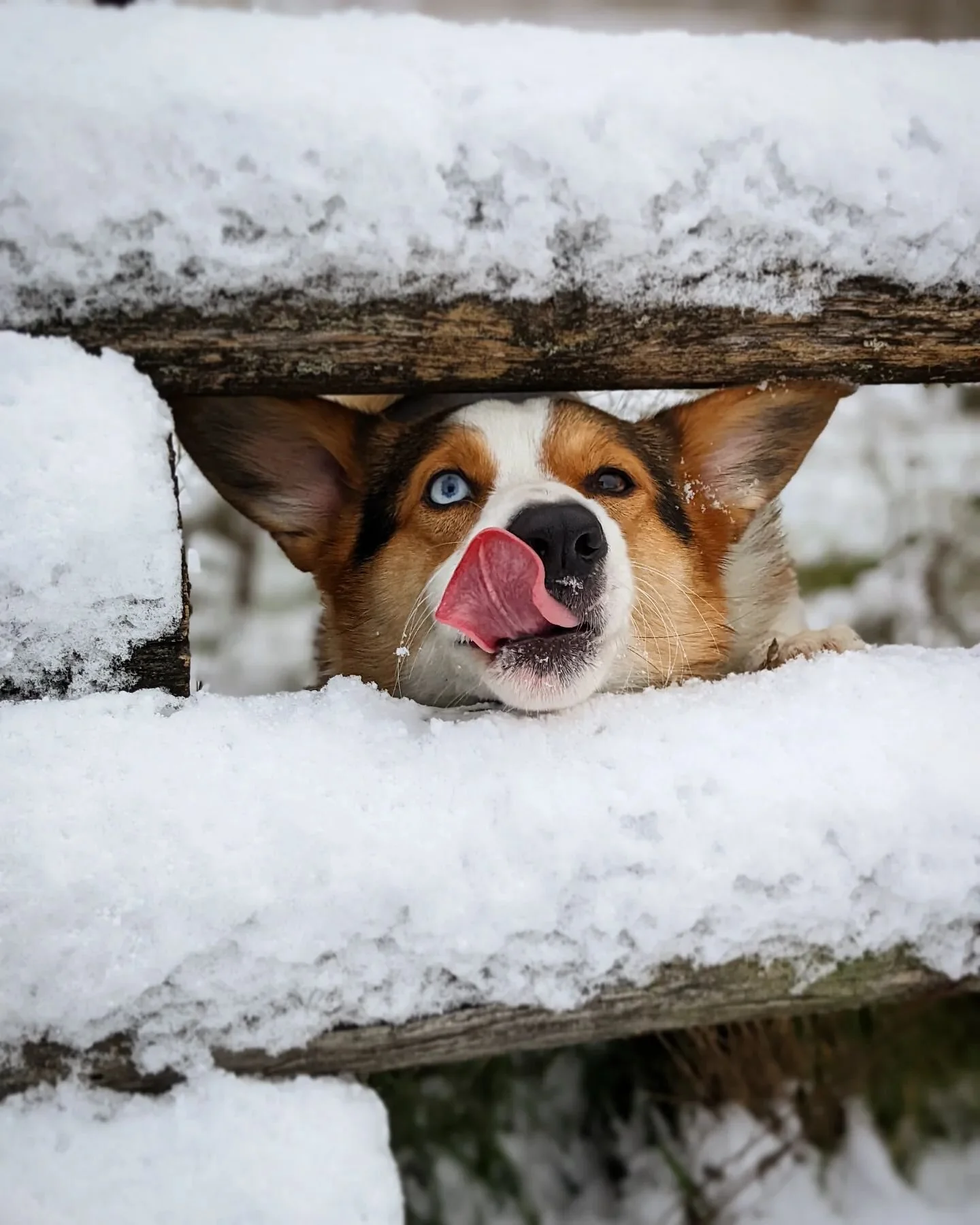 📍 on the unceded land of the Cowlitz tribe.

Rain, snow, sunshine... I'm out here there with your dogs making sure they get the exercise, engagement, and training that they need. 
I wouldn't have it any other way. 

#packharmony #pdxdogtrainer #dogs