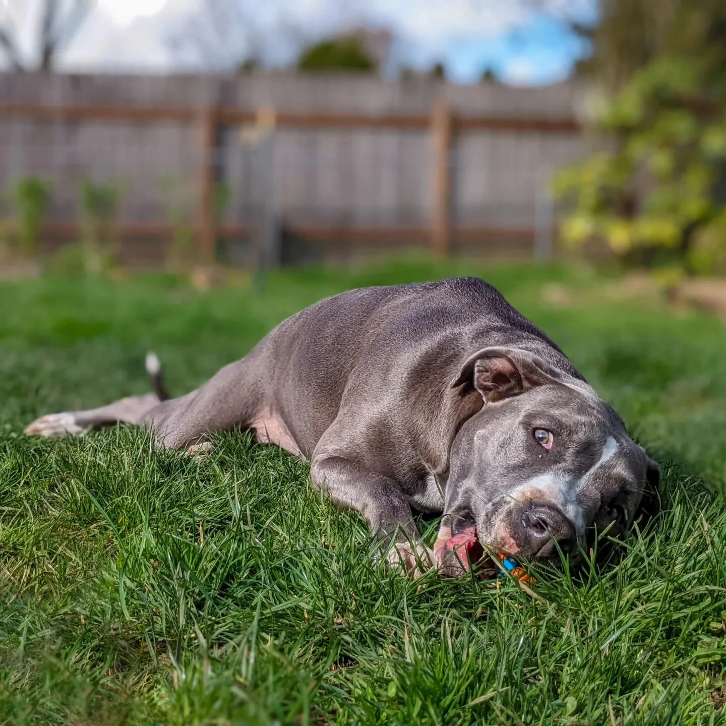 Luna and her ball... A match made in heaven.

📍 On the unceded land of the Cowlitz tribe.

#packharmony #pdxdogtrainer #dogsofinstagram #adventuredog #dogtrainer #positivetrainer #clickertraining #exploringwithdogs #adventure #dogtraining #pdxdog #p