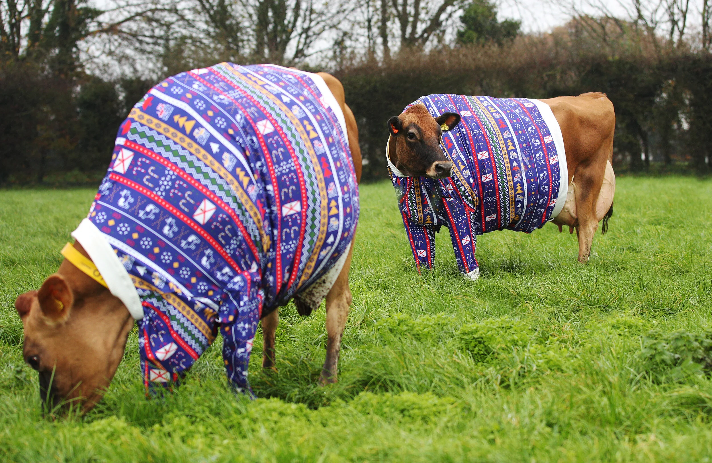 Visit Jersey_Christmas Jumpers(5).JPG