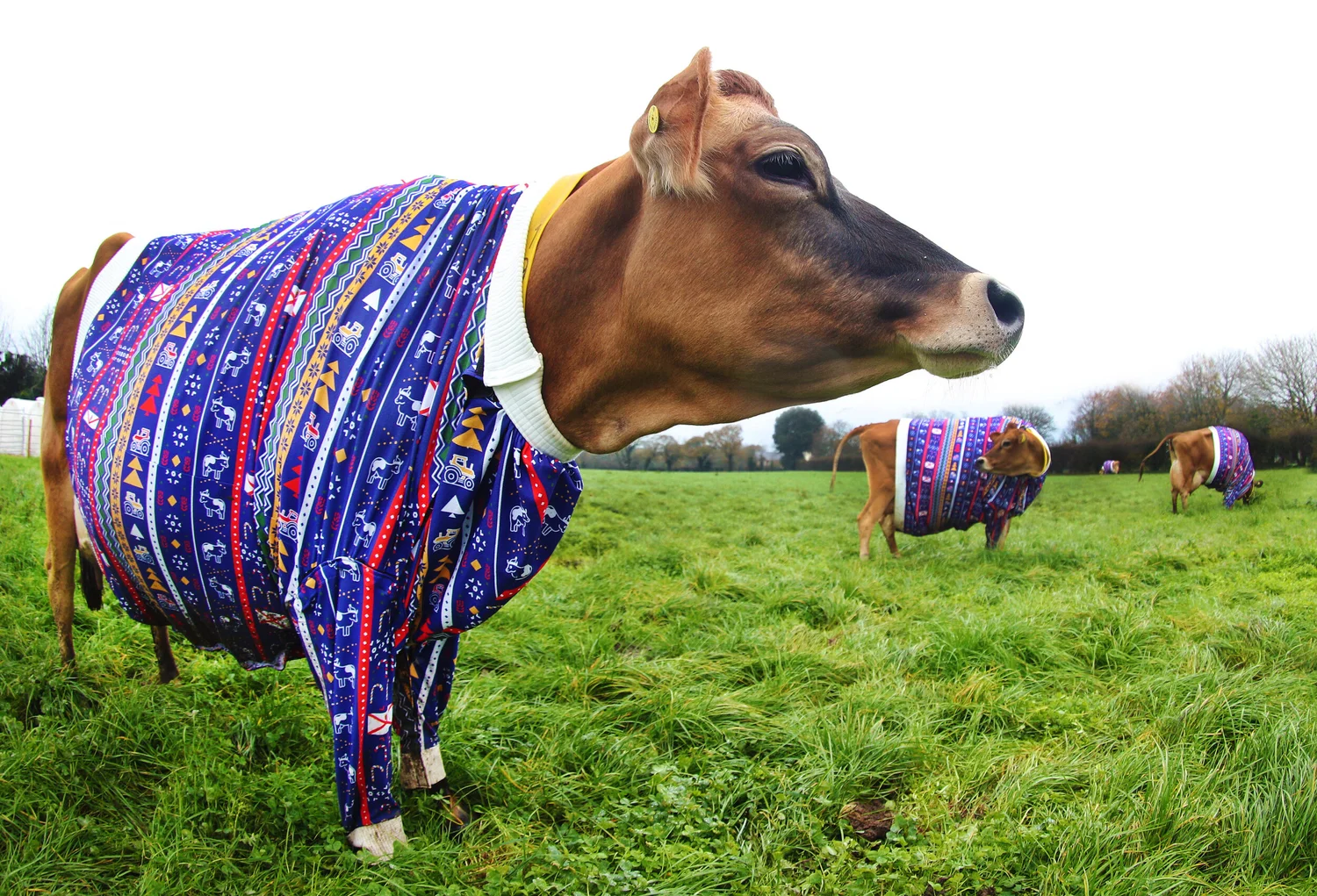 Visit Jersey u003c/bru003e Cows in Christmas Jumpers — Toby Rutherford
