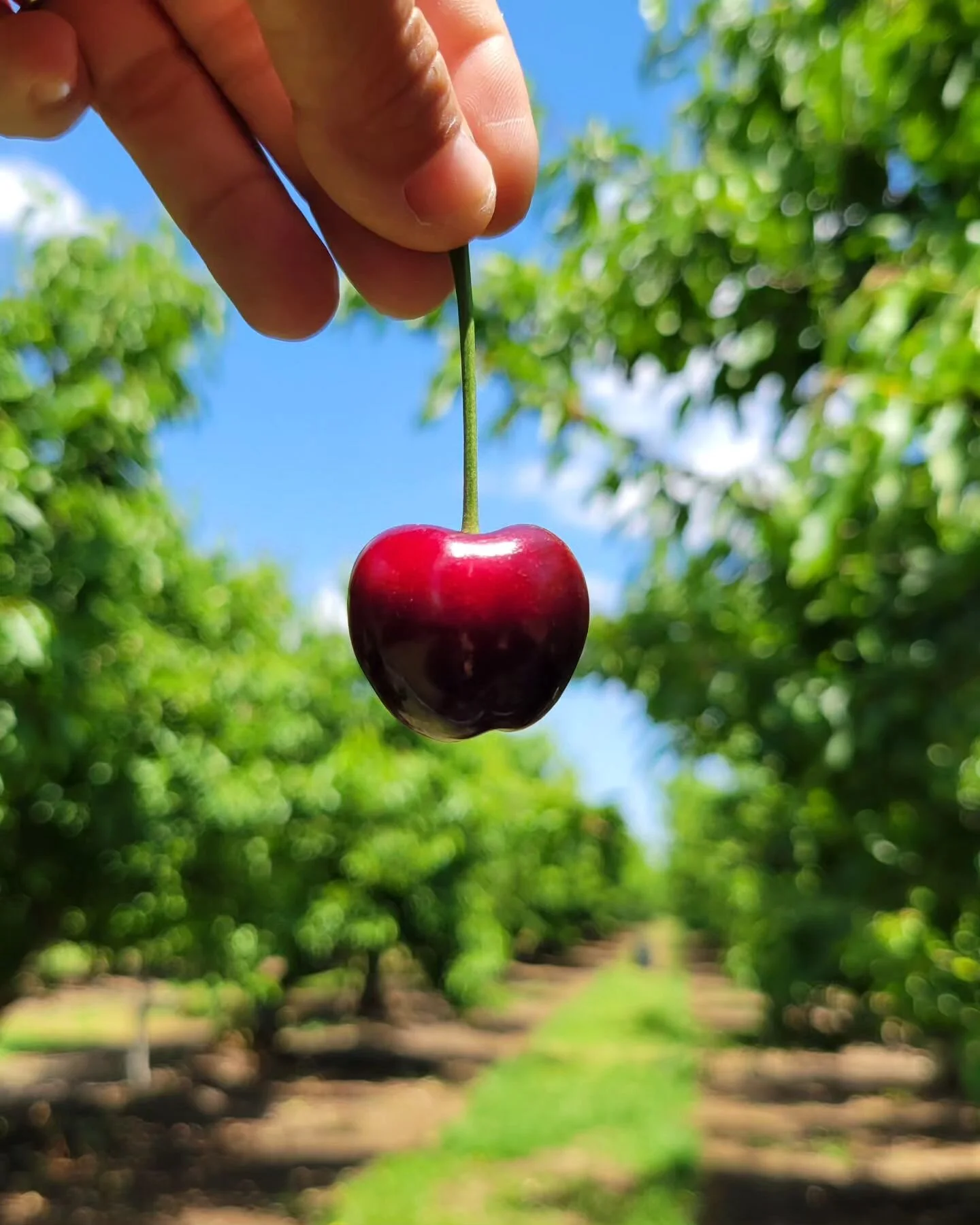 Bloomfield Cherries Your Destination for Fresh CherryPicking in