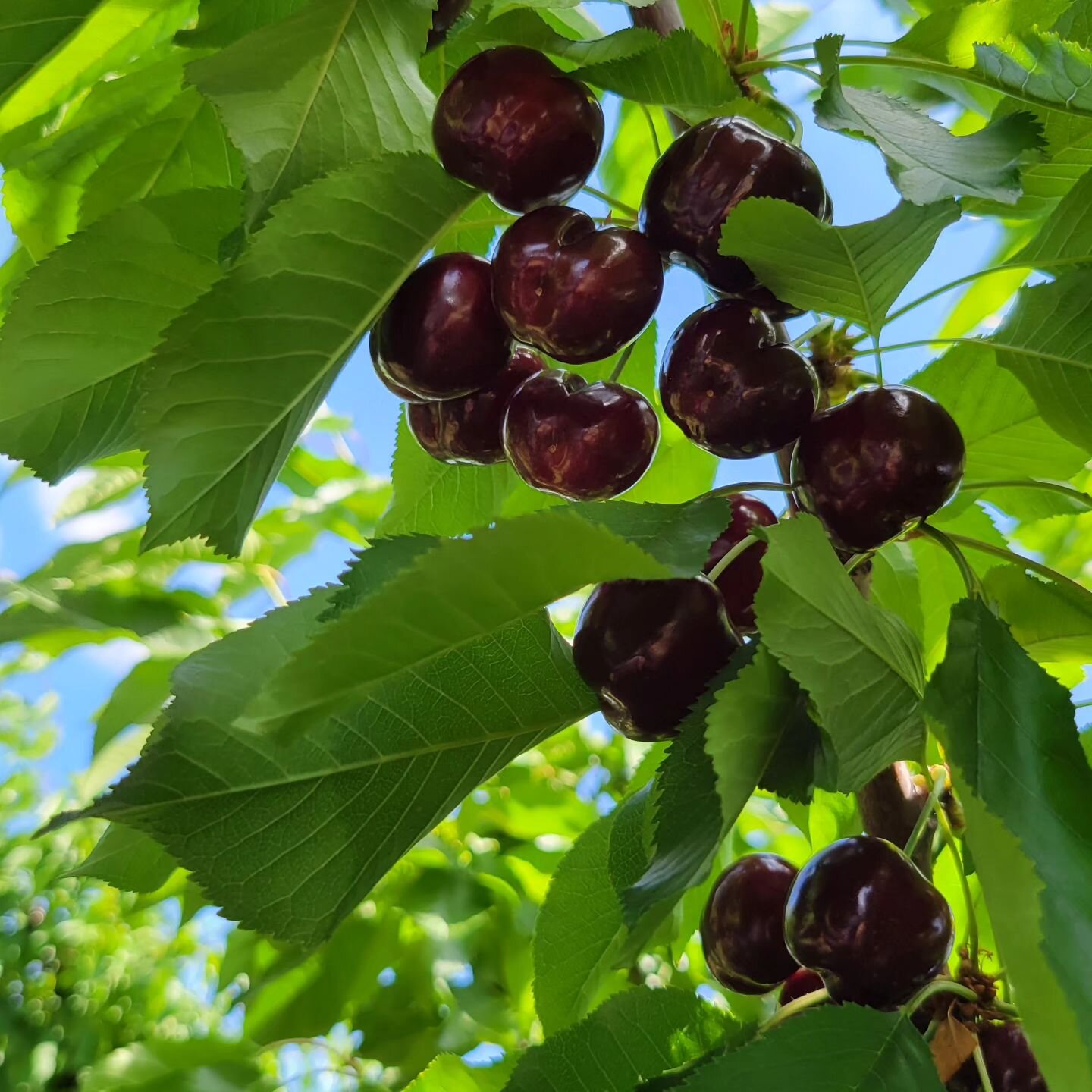 U-Pick Cherries 
Wednesday - Sunday
9 AM - 5 PM

$4.00 per pound
Cash Only
Pay for what you pick.

🍒Picking Brooks and Corals 

📍501 Payne Ave. Brentwood, CA 94513

No reservations, entrance fees, animals or picnics.

Season will run until end of J