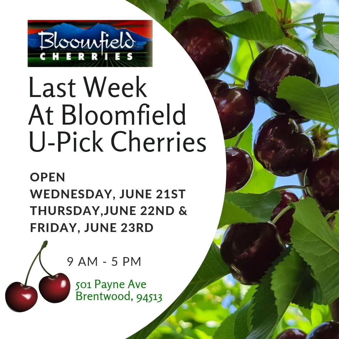 The Corals and Brooks are calling!
The weather is perfect this week for cherry picking. 

Wednesday - Friday
9 AM - 5 PM

📍501 Payne Ave., Brentwood, CA 94513 

🍒$4.00 per pound 
Cash Only 

🍒Picking: Champagne Corals, and Brooks

No entrance fees