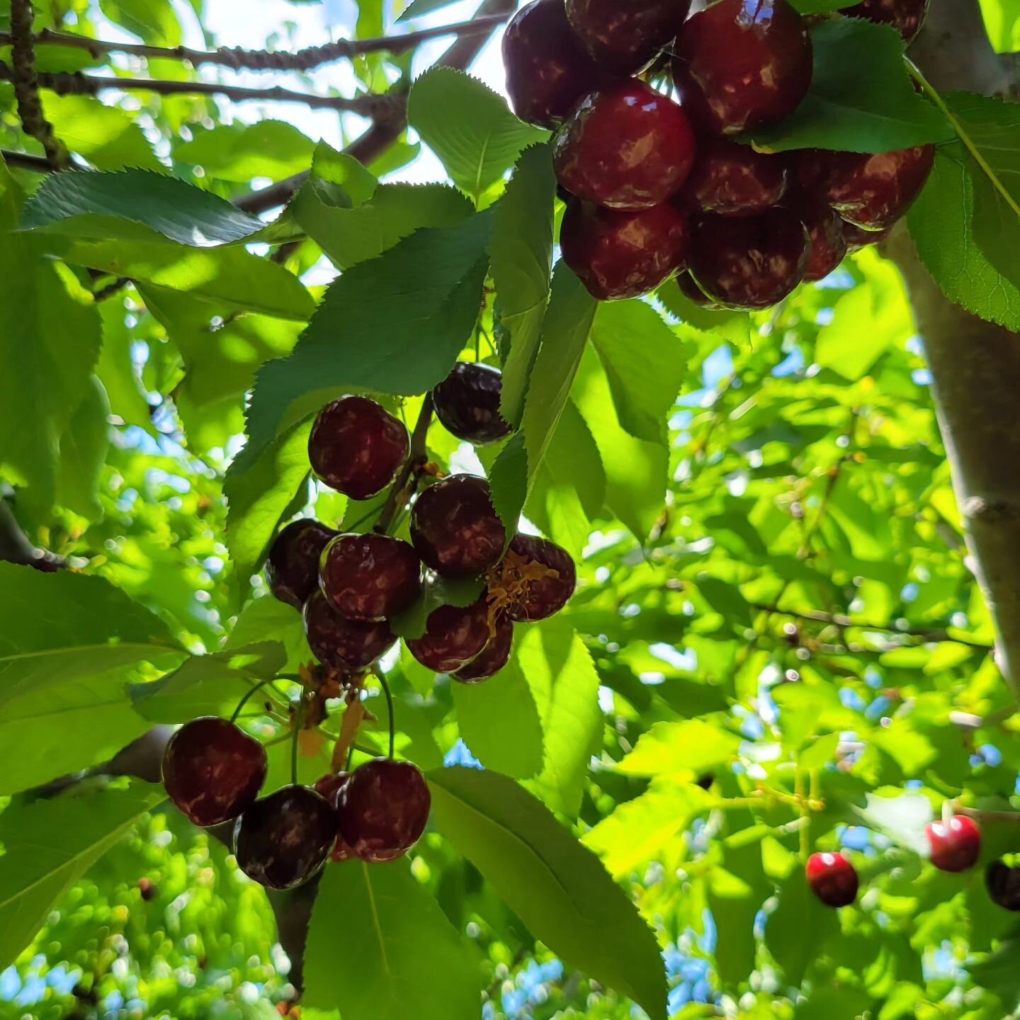 Two more days to get your Coral cherries.
U-Pick Cherries
Open
Thursday, June 22nd
And Friday, June 23rd
9 AM - 5 PM

$4.00 per pound
Cash Only
Pay for what you pick.

🍒Picking Brooks and Corals 

501 Payne Ave. Brentwood, CA 94513

No reservations,