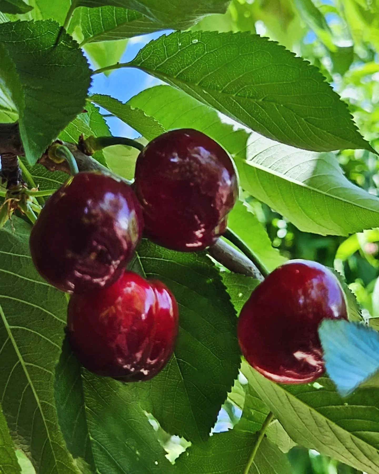 Bloomfield Cherries Your Destination for Fresh CherryPicking in