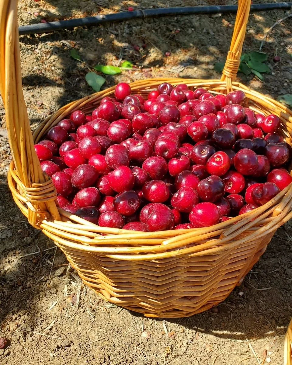 Bloomfield Cherries Your Destination for Fresh CherryPicking in