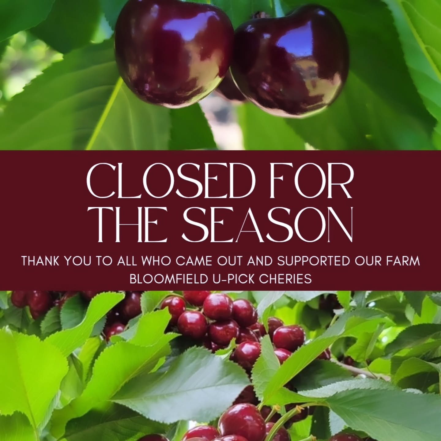 ❤️🍒 Thank you for all the love and support.
Please visit our sister Farm @brentwoodcherrytime
They are mid -season and still have new fields opening weekly.

#brentwood #upickcherries #BetterInBrentwood #brentwoodcalifornia #brentwoodcherrytime #har