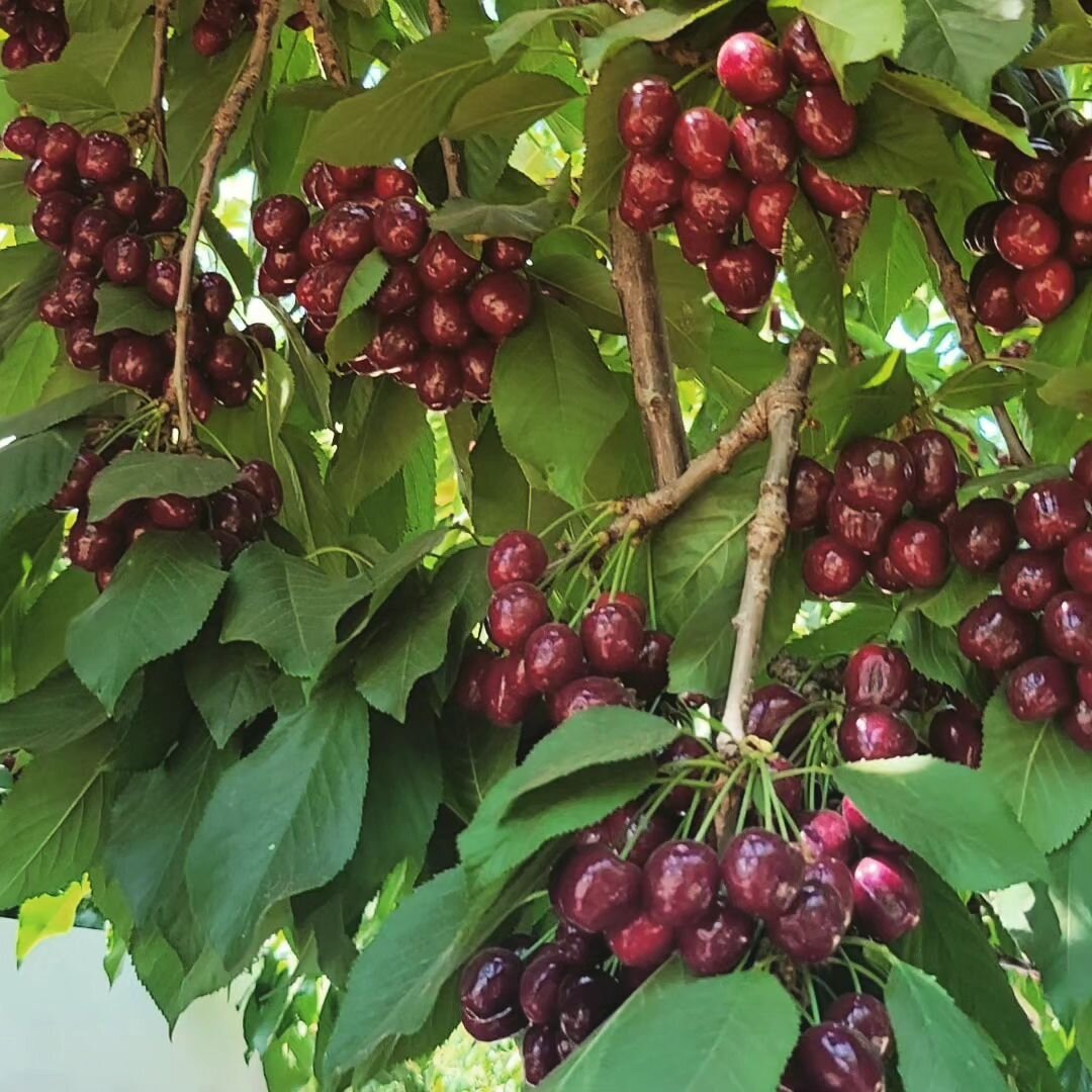 We have Lapins and Sweethearts that are ready for picking! 

U-Pick &amp; Pre-picked Cherries

Open 
Wednesday - Sunday
9 AM - 5 PM

📍1875 Walnut Blvd, Brentwood, CA 94513 

🍒$4.00 per pound 
Cash Only 

🍒Picking: Lapins and Sweethearts

No entran