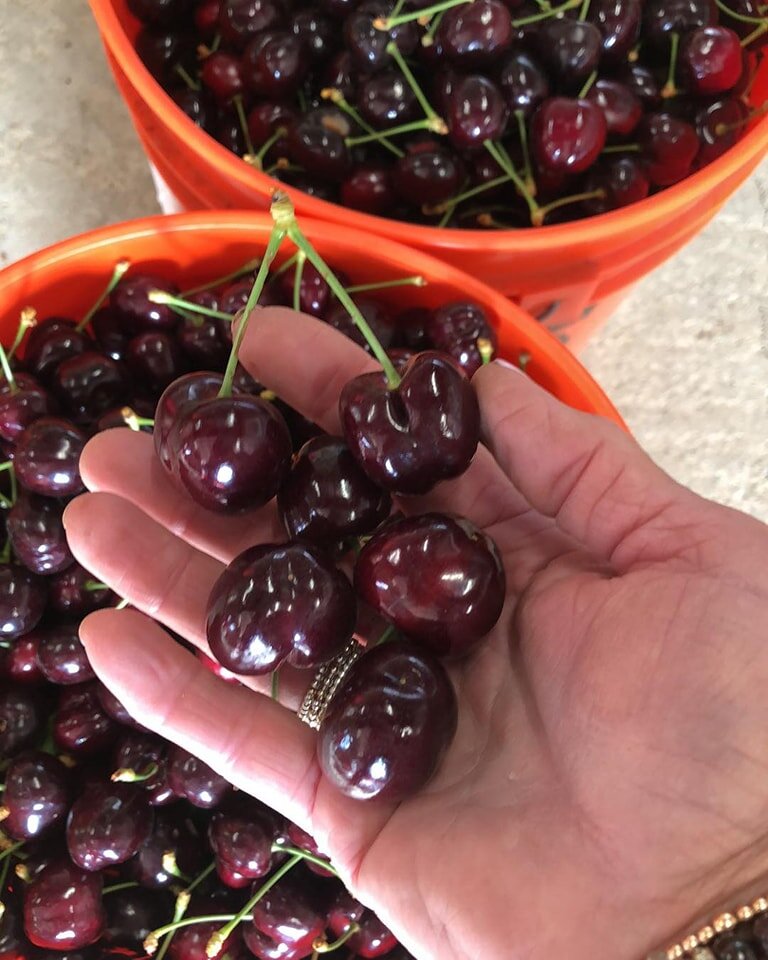 U-Pick + Pre-Picked Cherries 
🍒OPEN 🍒
Wednesday - Sunday
9 AM - 5 PM

📍1875 Walnut Blvd, Brentwood, CA 94513 

🍒$4.00 per pound 
Cash Only 

🍒Picking: Lapins and Sweethearts

No entrance fees, reservations, animals or picnics.

Be sure to follow