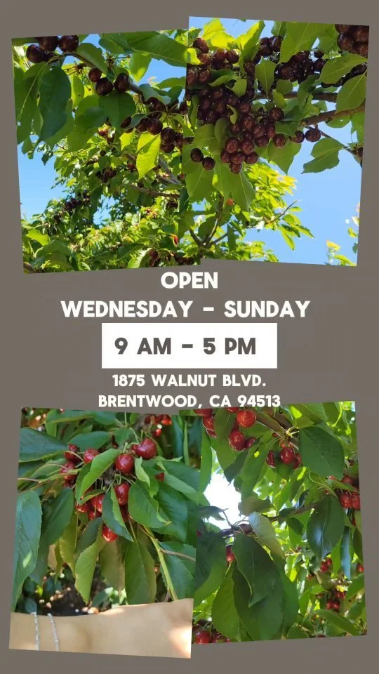 Cherry Time Brentwood's Premier Destination for Fresh Cherry Picking!