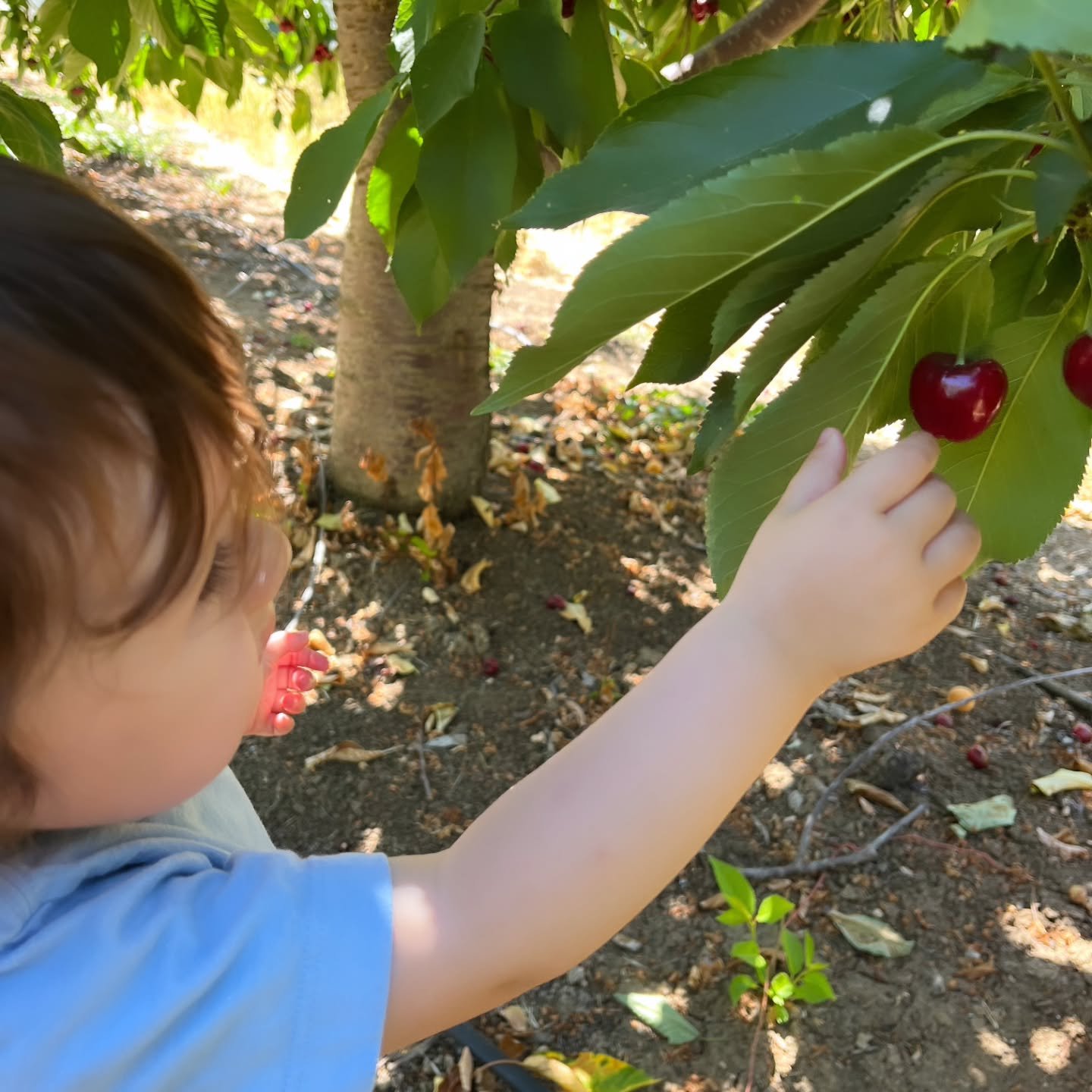 Easy picking in our Lapin field. It's full of beautiful cherries.

U-Pick Information:
Cherry Time 
@brentwoodcherrytime
Open Wednesday - Sunday
9 AM - 5 PM

📍1875 Walnut Blvd, Brentwood CA 94513

🍒$4.50 per pound - Cash Only
🍒Types of Cherries: L