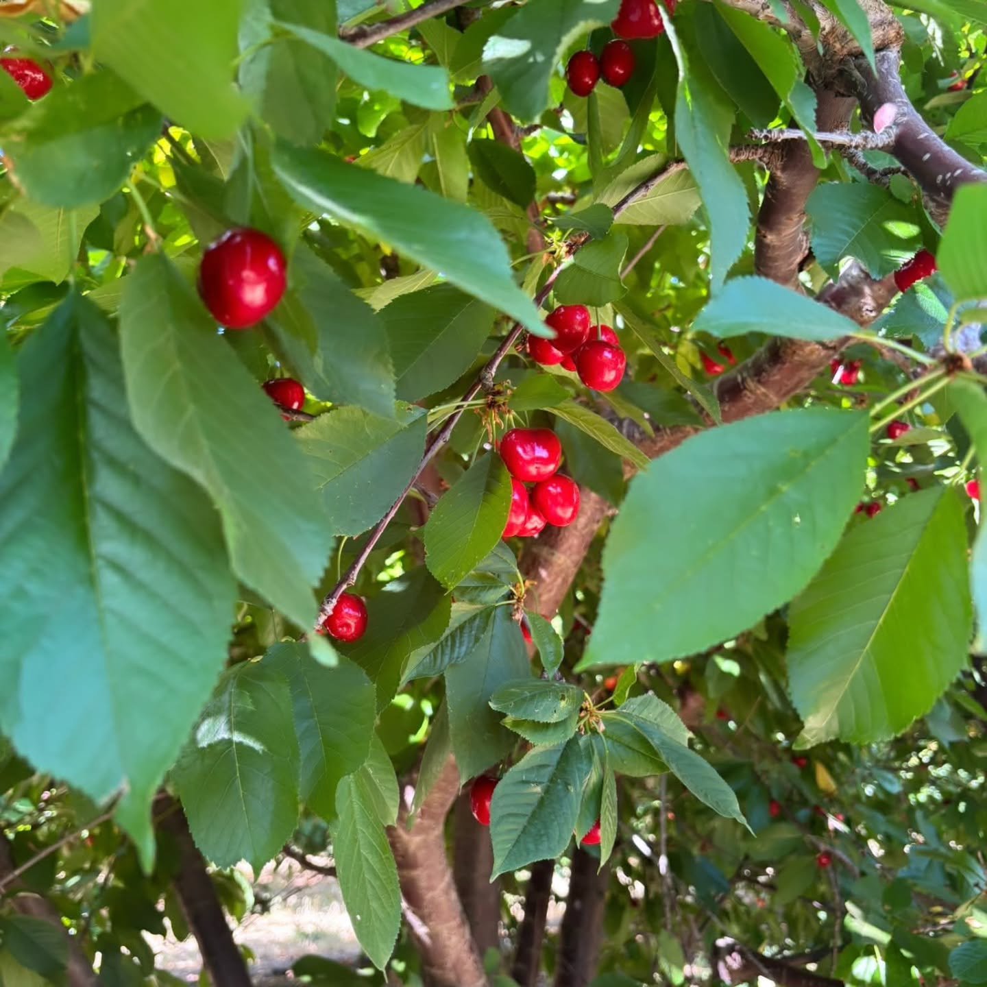 Our trees are loaded with Lapin Cherries.

U-Pick Information:
Cherry Time 
@brentwoodcherrytime
Open Wednesday - Sunday
9 AM - 5 PM

📍1875 Walnut Blvd, Brentwood CA 94513

🍒$4.50 per pound - Cash Only
🍒Types of Cherries: Lapins
🍒 No Entry Fees -