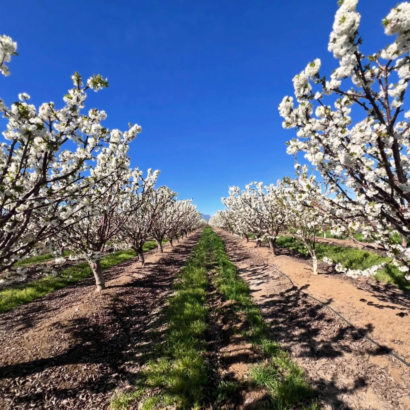 A beautiful view! 🌸 Bloom is our second favorite time of year (U-Pick season is first&hellip; obviously 😉). As beautiful as bloom is, it never lasts long. The petals fall, and the baby cherries begin to grow under the warm sun. ☀️🍒 Before you know