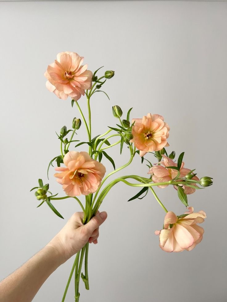 Peachy Butterfly Ranunculus for a Spring Celebration.jpg