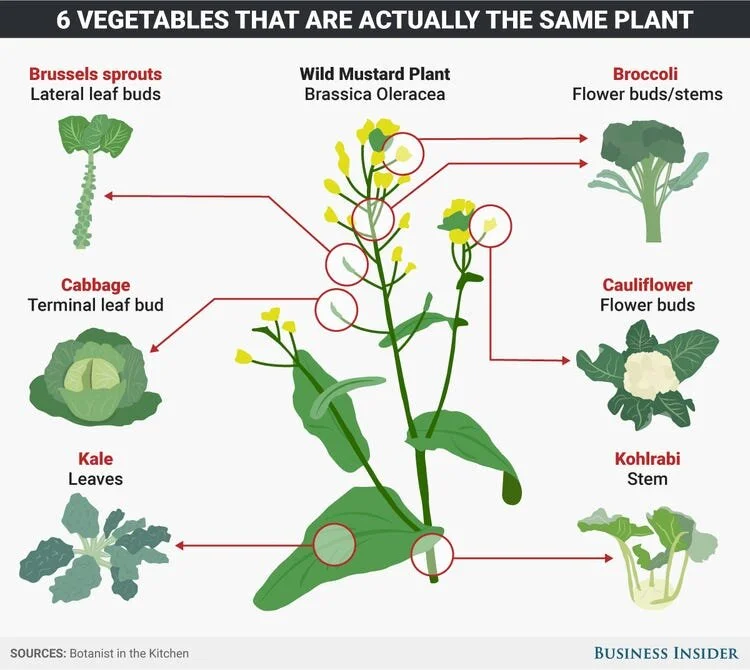 Brassicas