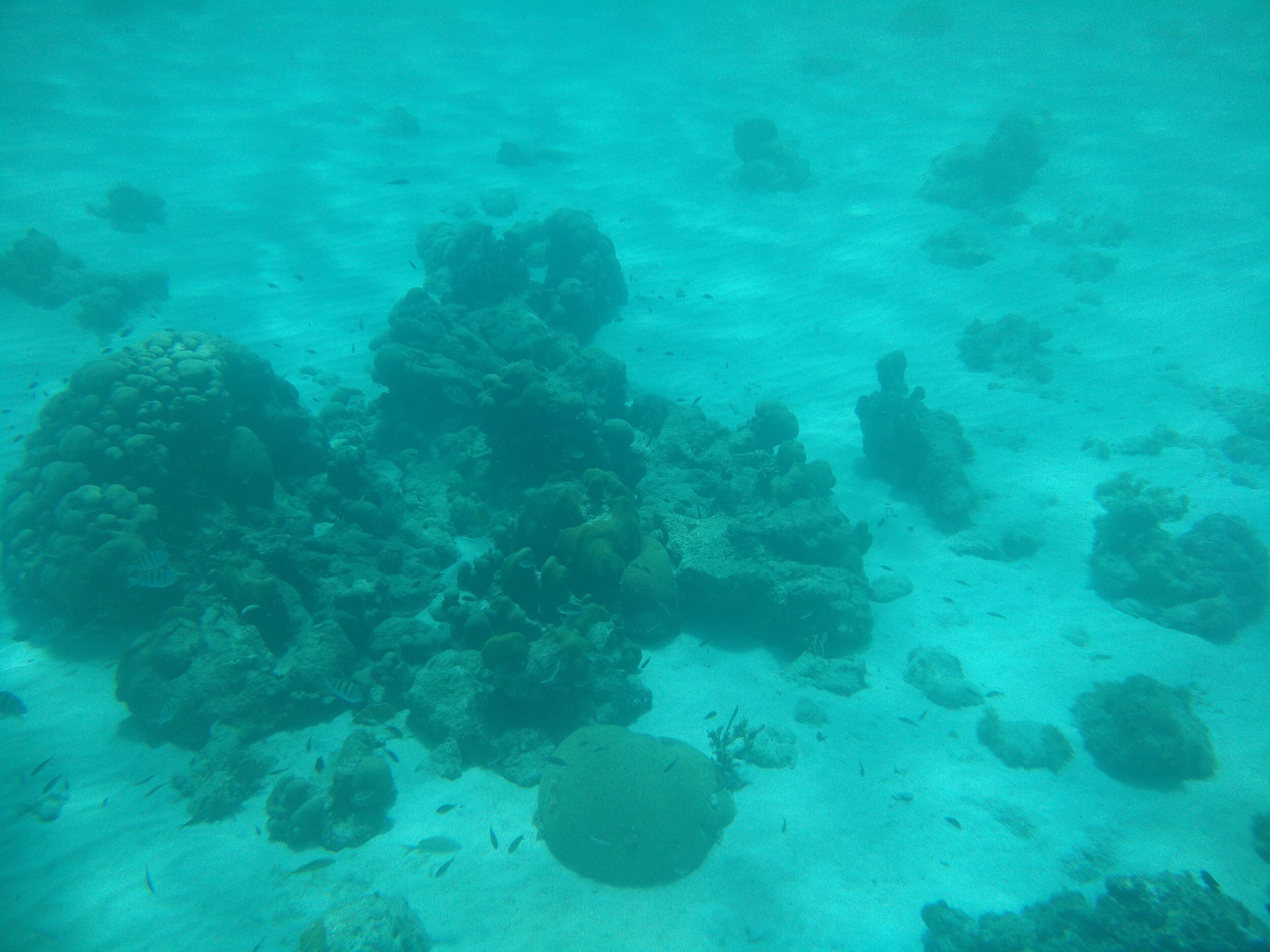 IMG_20150731_115207.jpg
