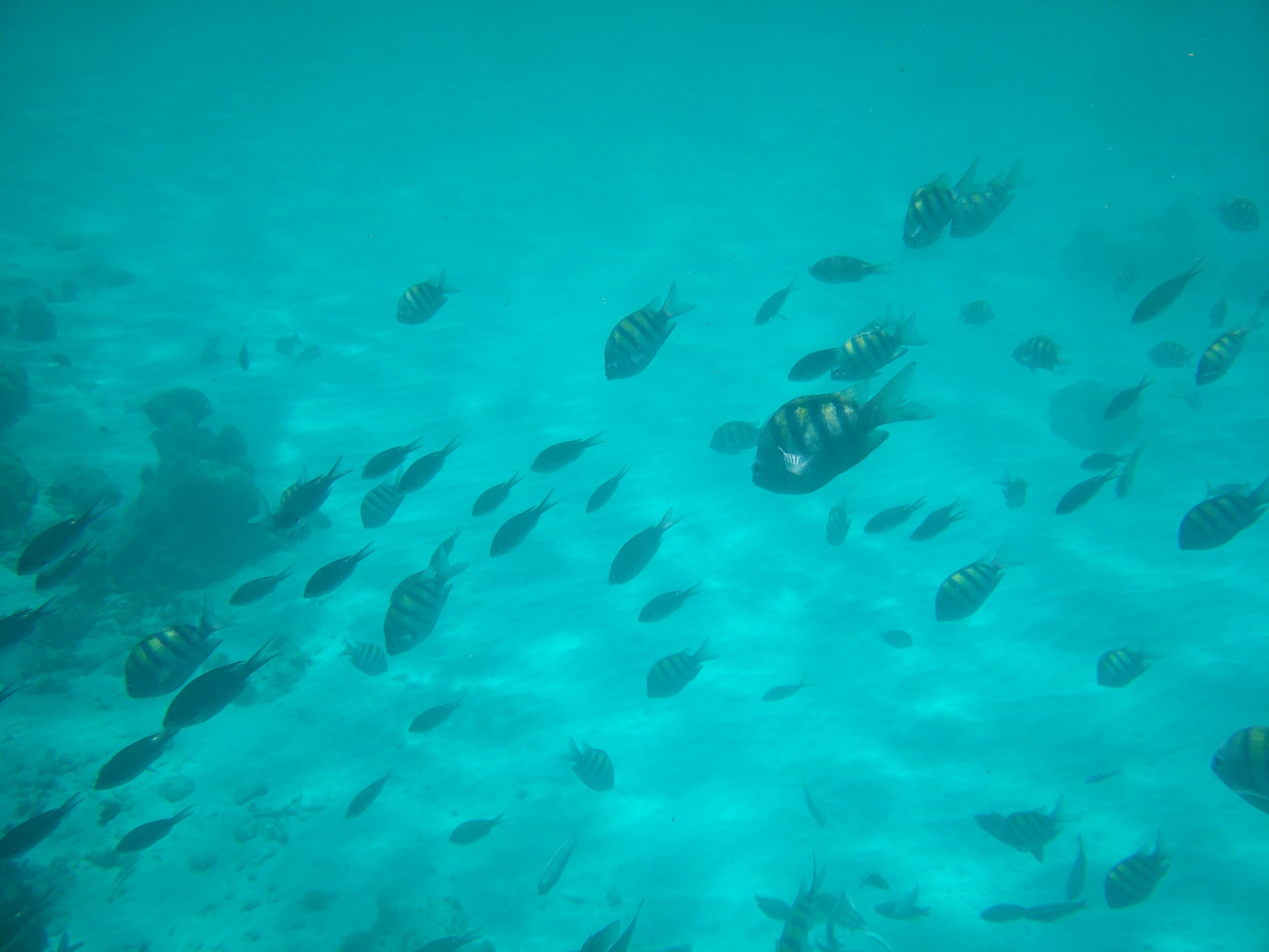 IMG_20150731_115256.jpg
