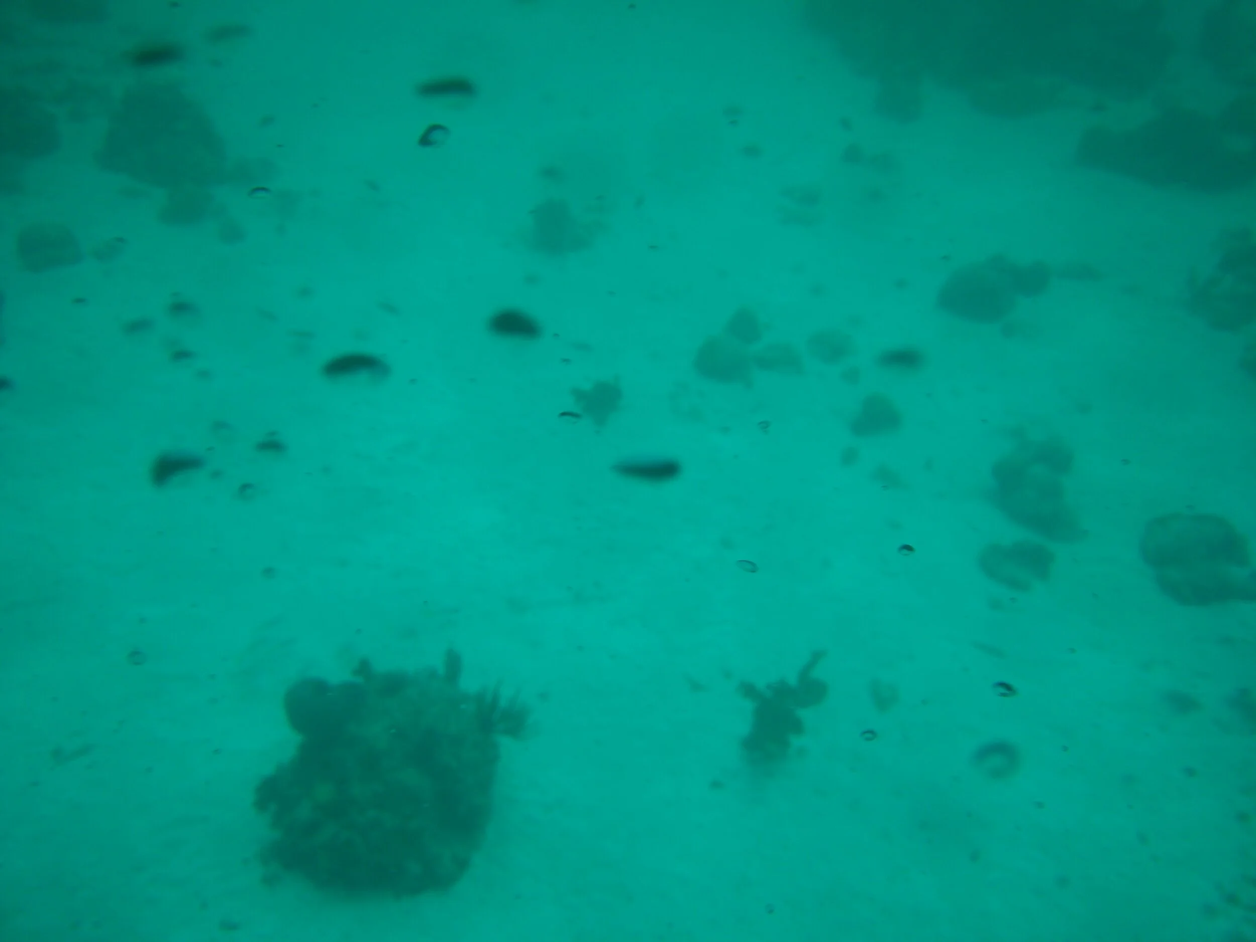 IMG_20150731_113509.jpg