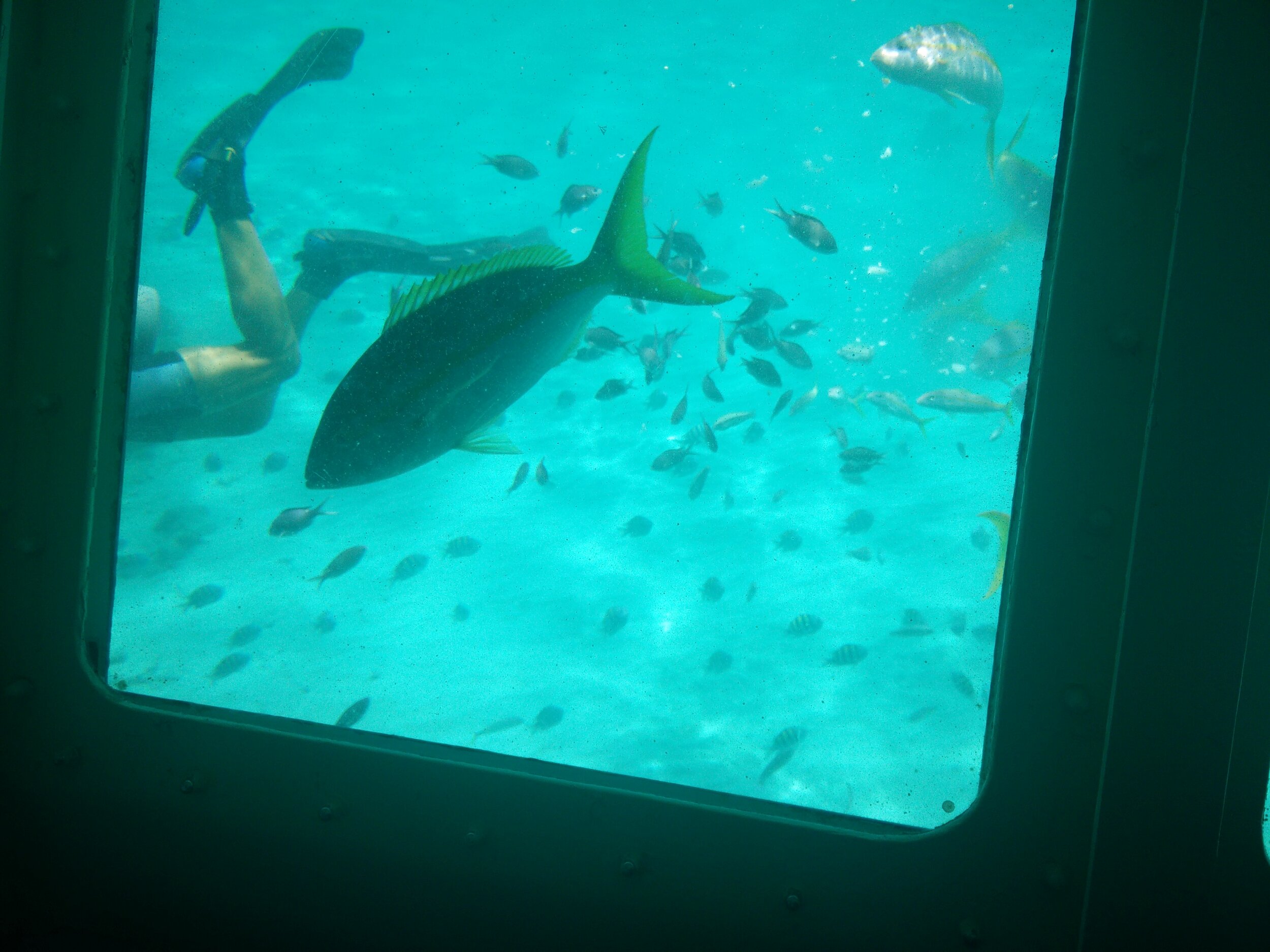 IMG_20150731_115243.jpg