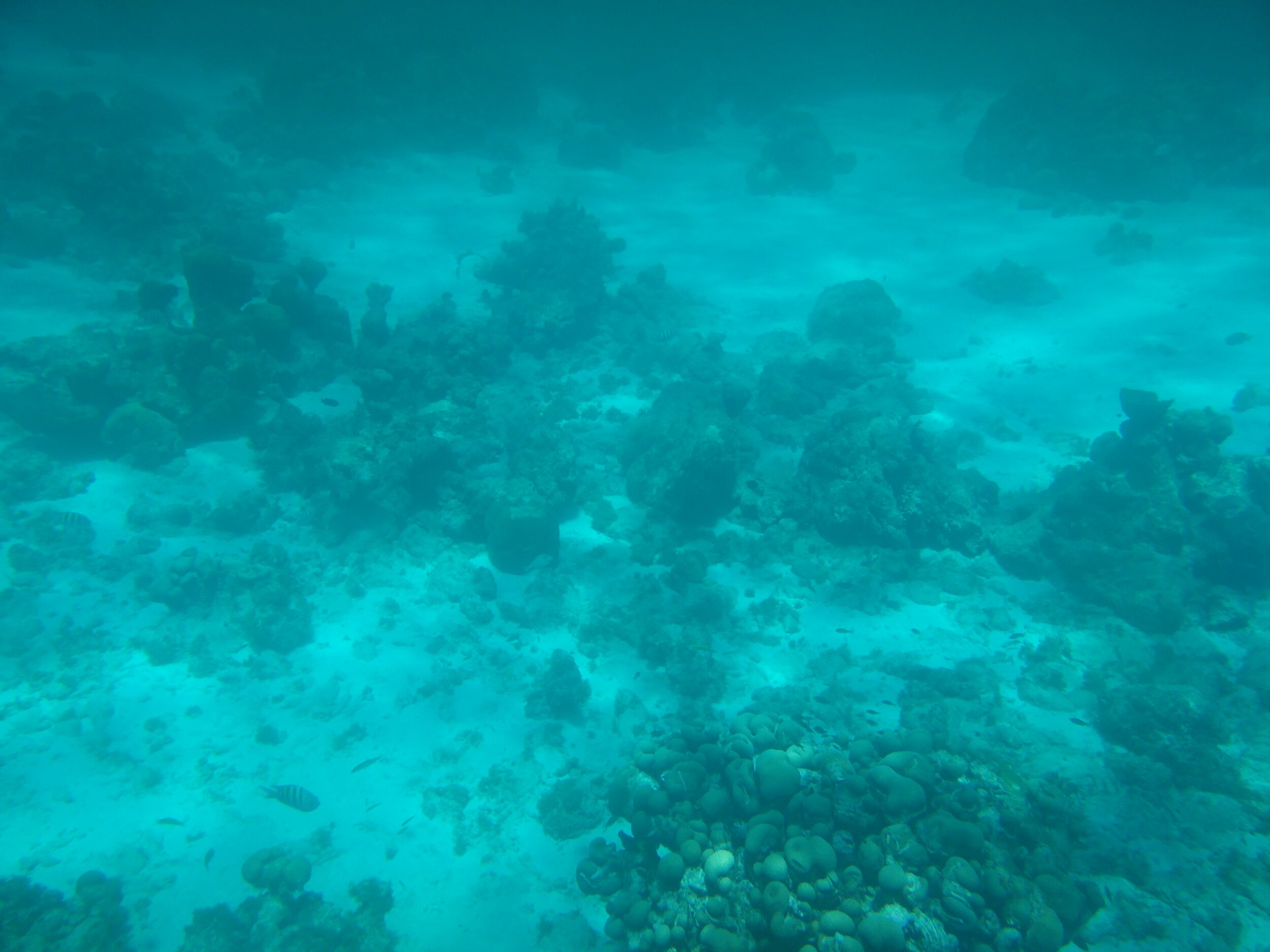 IMG_20150731_115057.jpg