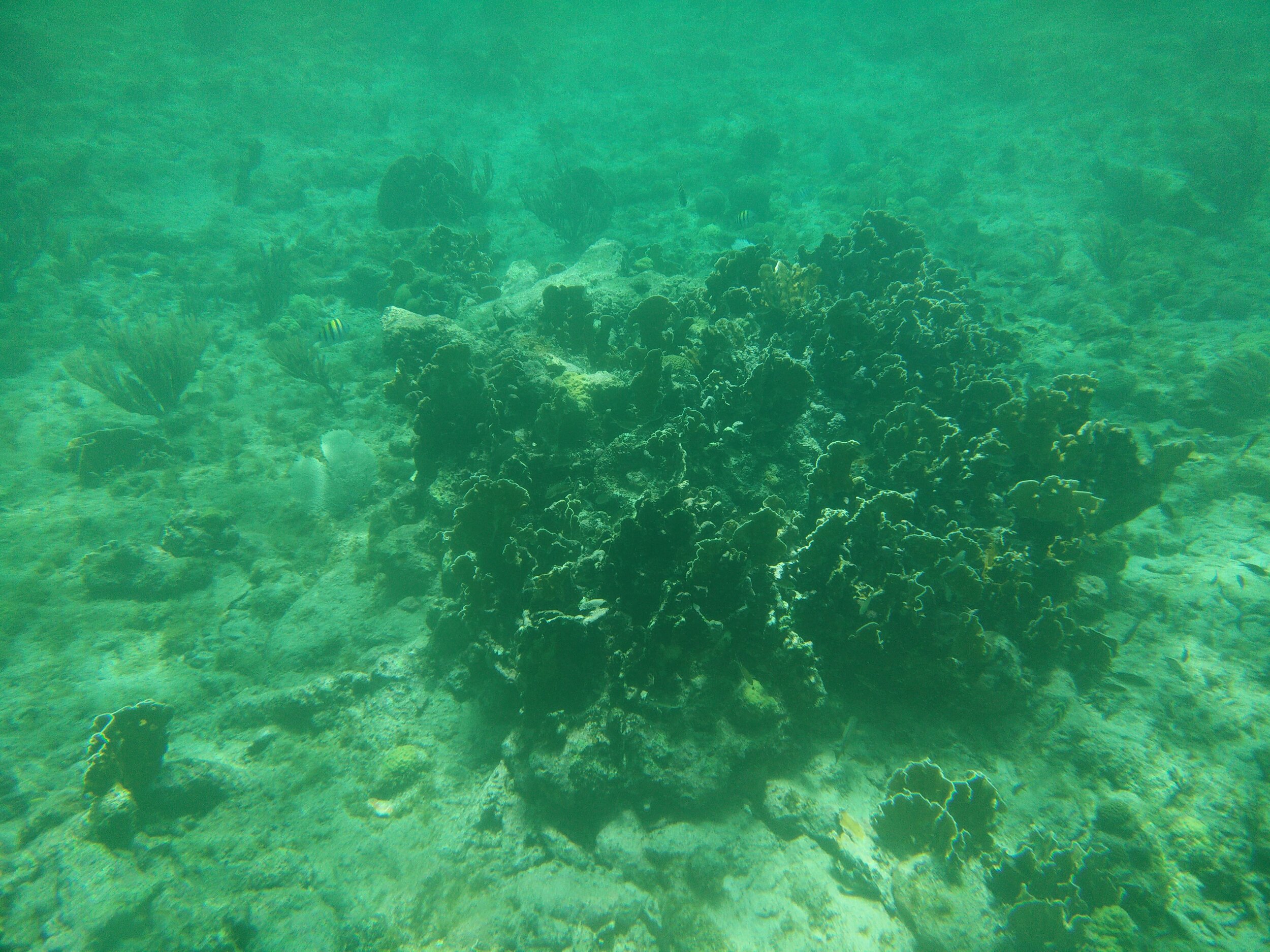 IMG_20150731_120351.jpg