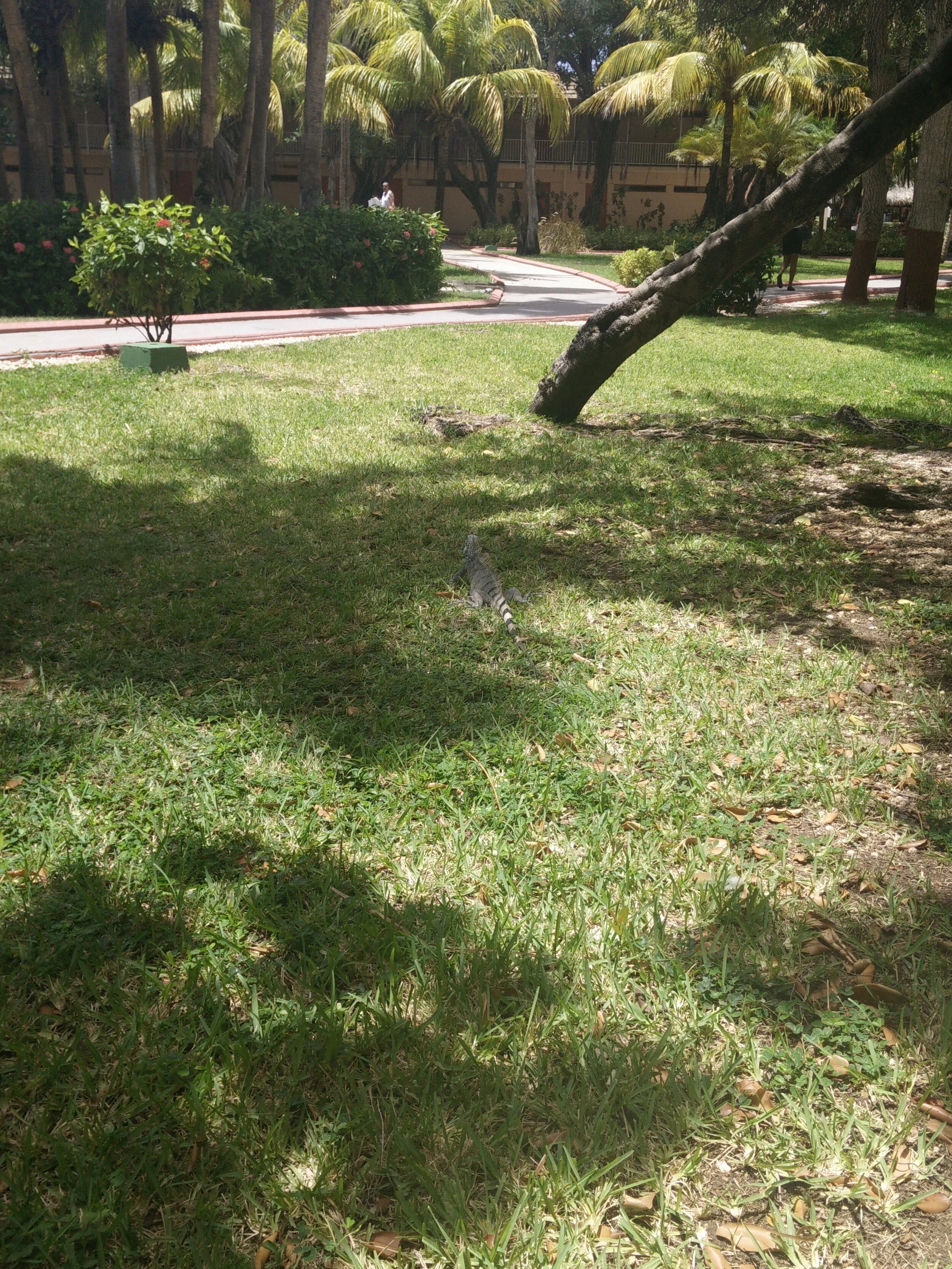 IMG_20150728_122620.jpg