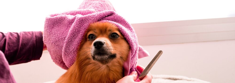 Best Red Dog Grooming in the year 2023 Check it out now 