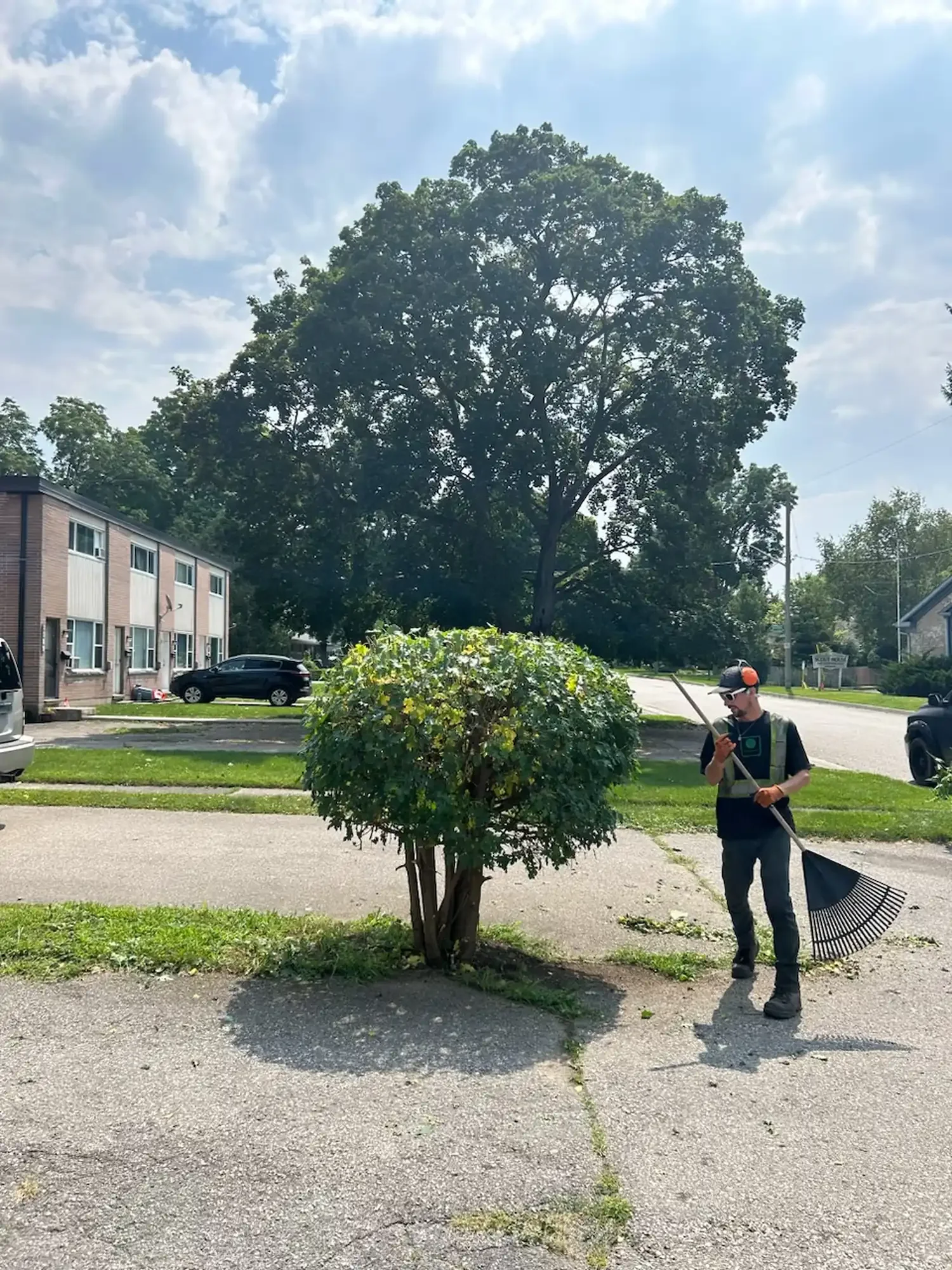 Tree trimming in Cambridge Ontario