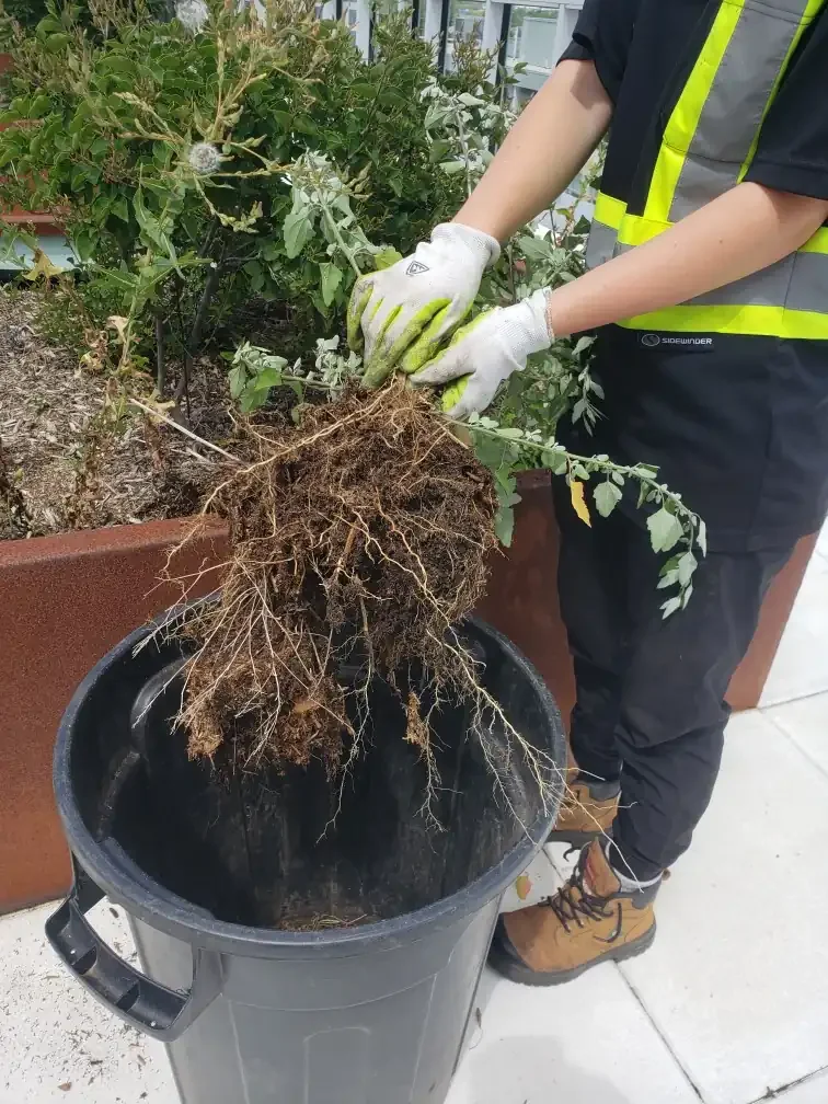 Gardening and pulling weeds from a raised garden on a rooftop terrace in Waterloo