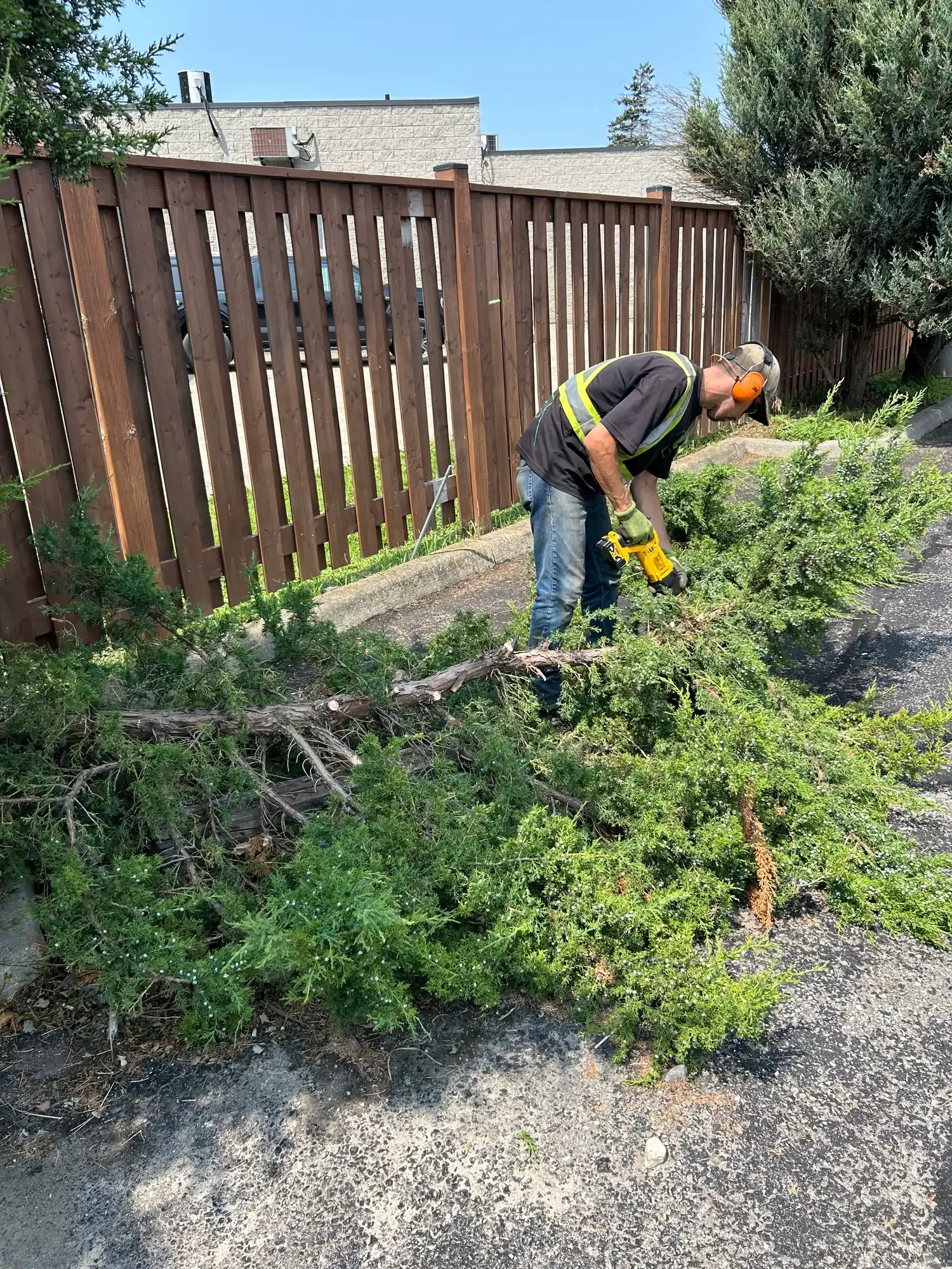 Hedging and removing tree limbs for a hotel in Guelph