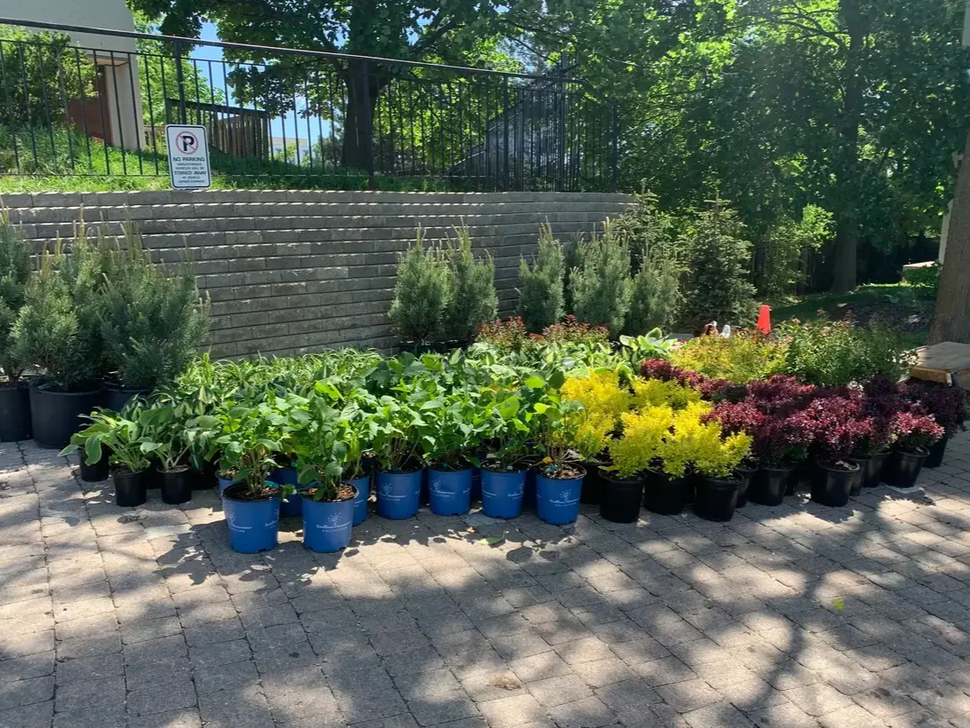 Plant delivery and planting at a commercial property in Kitchener