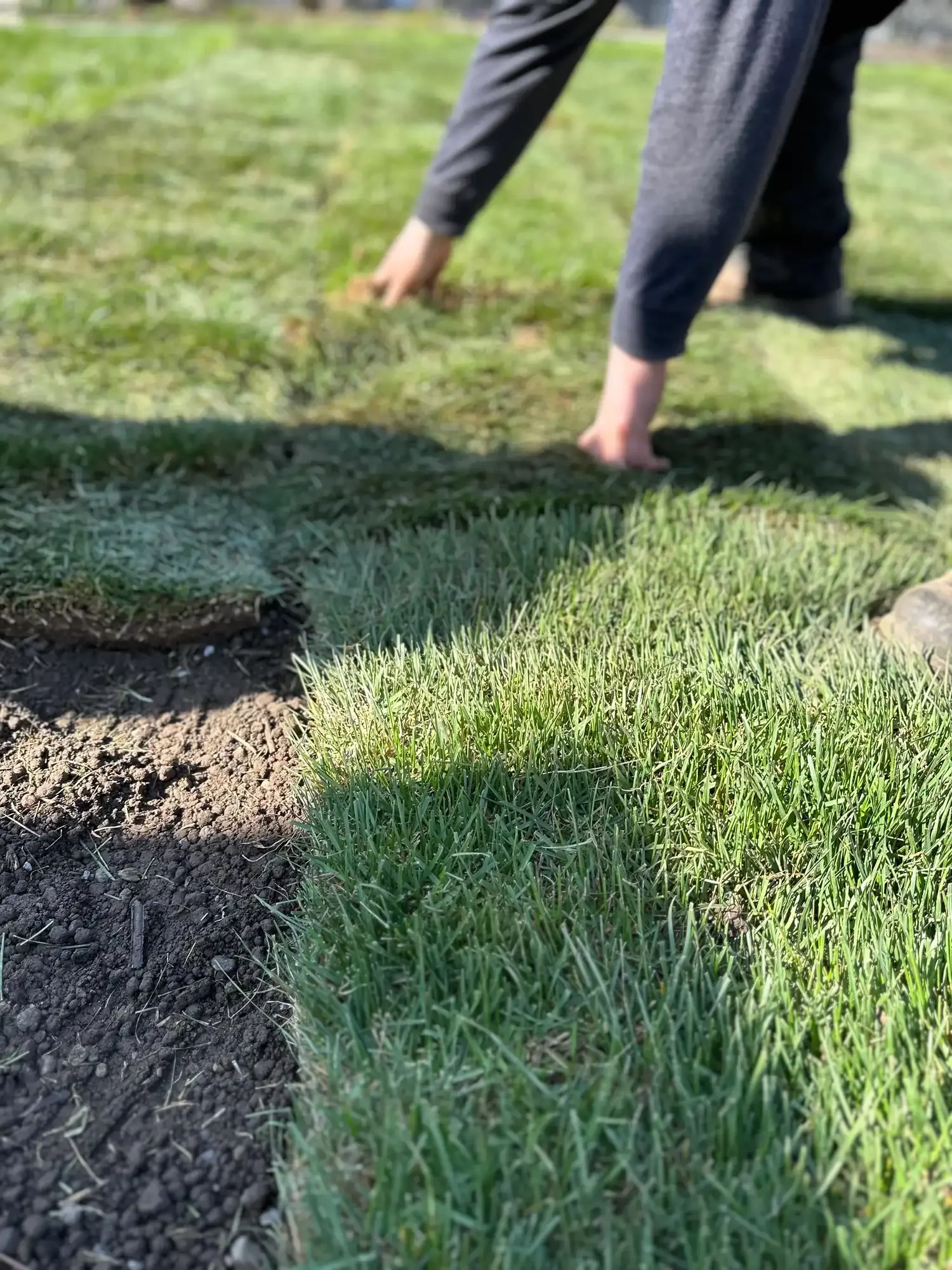 Unrolling and installing rolls of sod to create a new residential lawn in Cambridge, Ontario