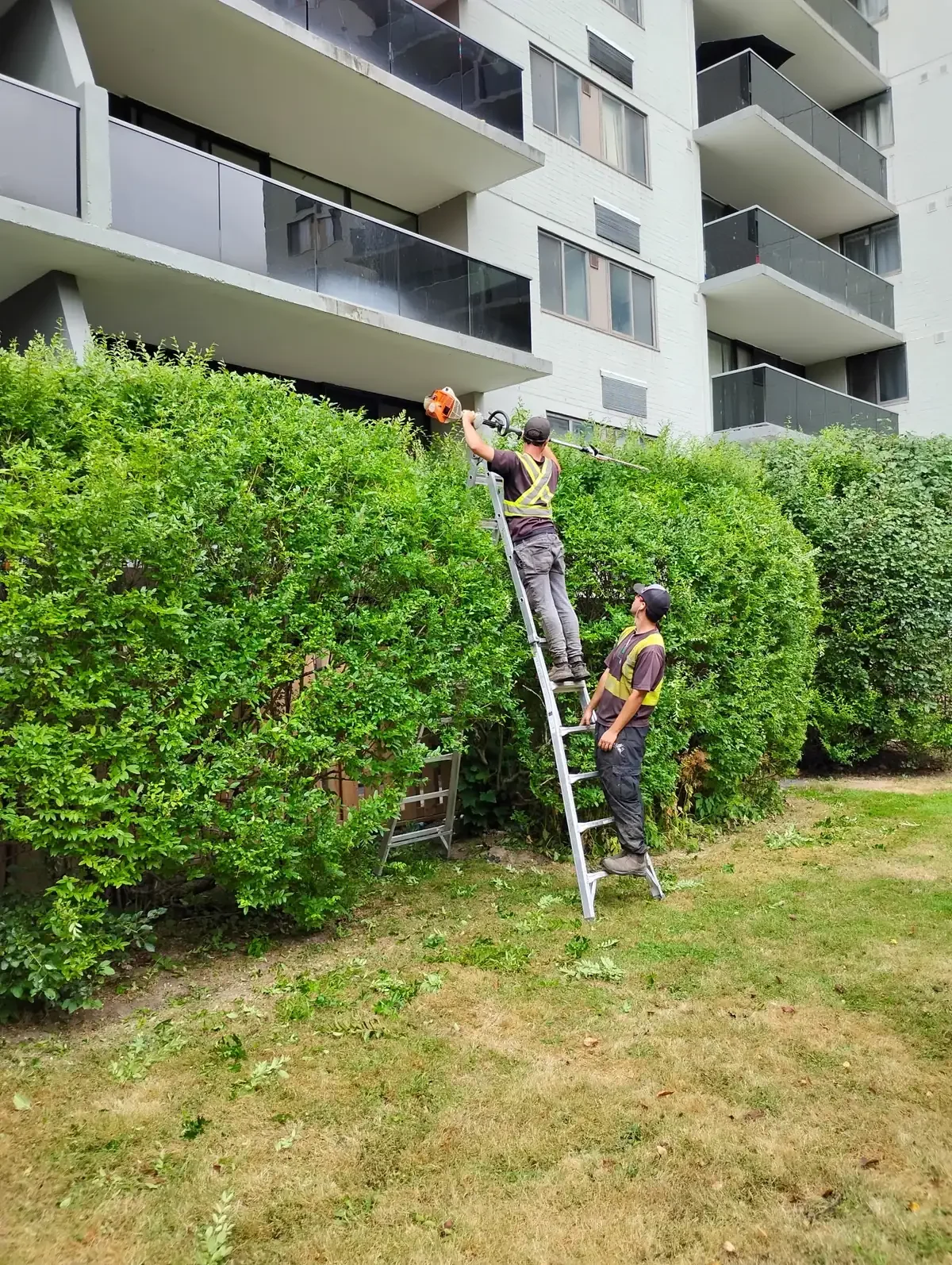 Hedge trimming by Brothers Landscaping at an apartment building in Kitchener