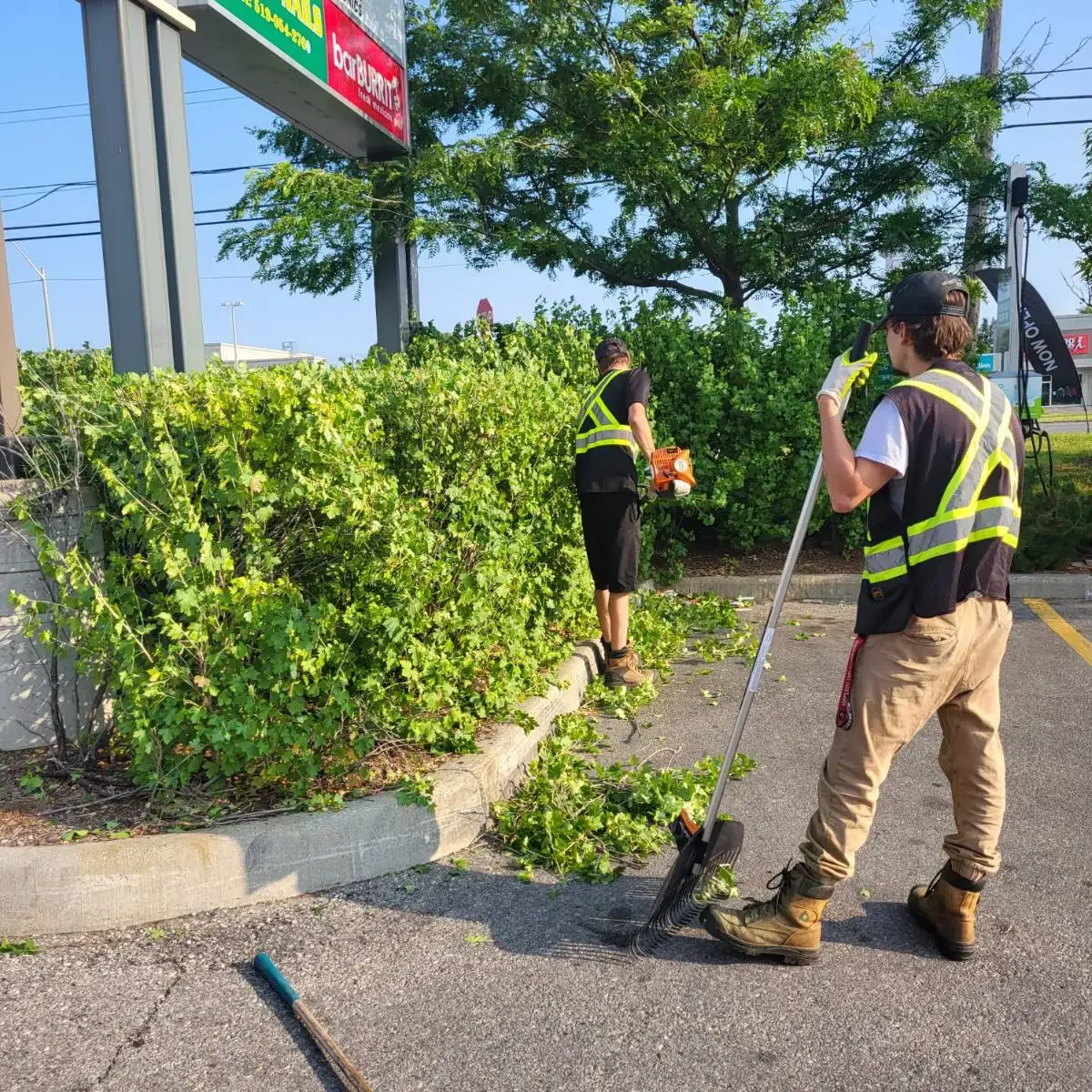 Brothers Landscaping hedging a large shrub at a commercial plaza in Kitchener, Ontario