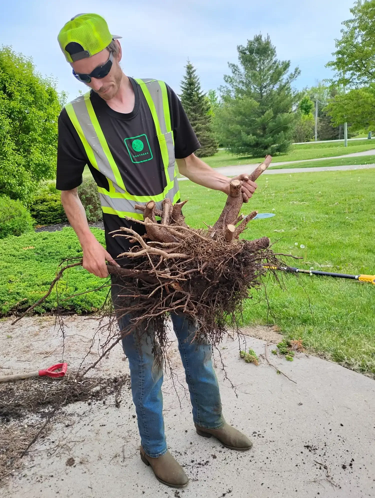 Removal of a large root system by Brothers Landscaping