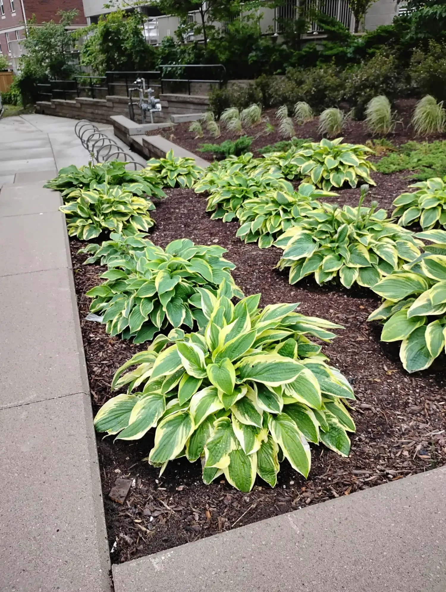 Healthy hostas and professional gardening services in Waterloo, Ontario
