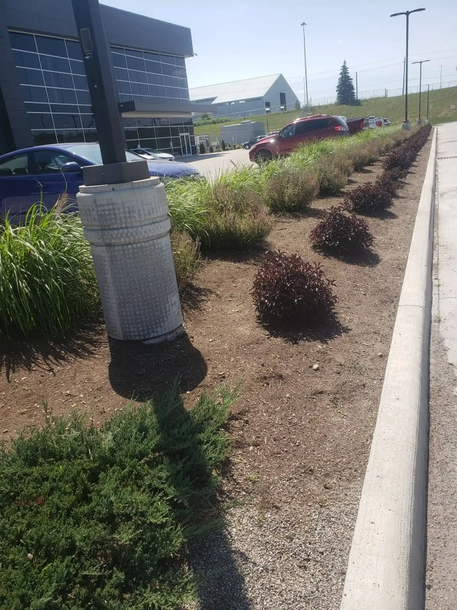 Hand weeding gardens at Techo Bloc in Ayr