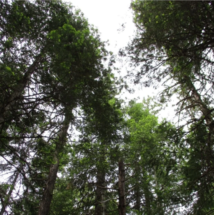 Boise National Forest near McCall, Idaho