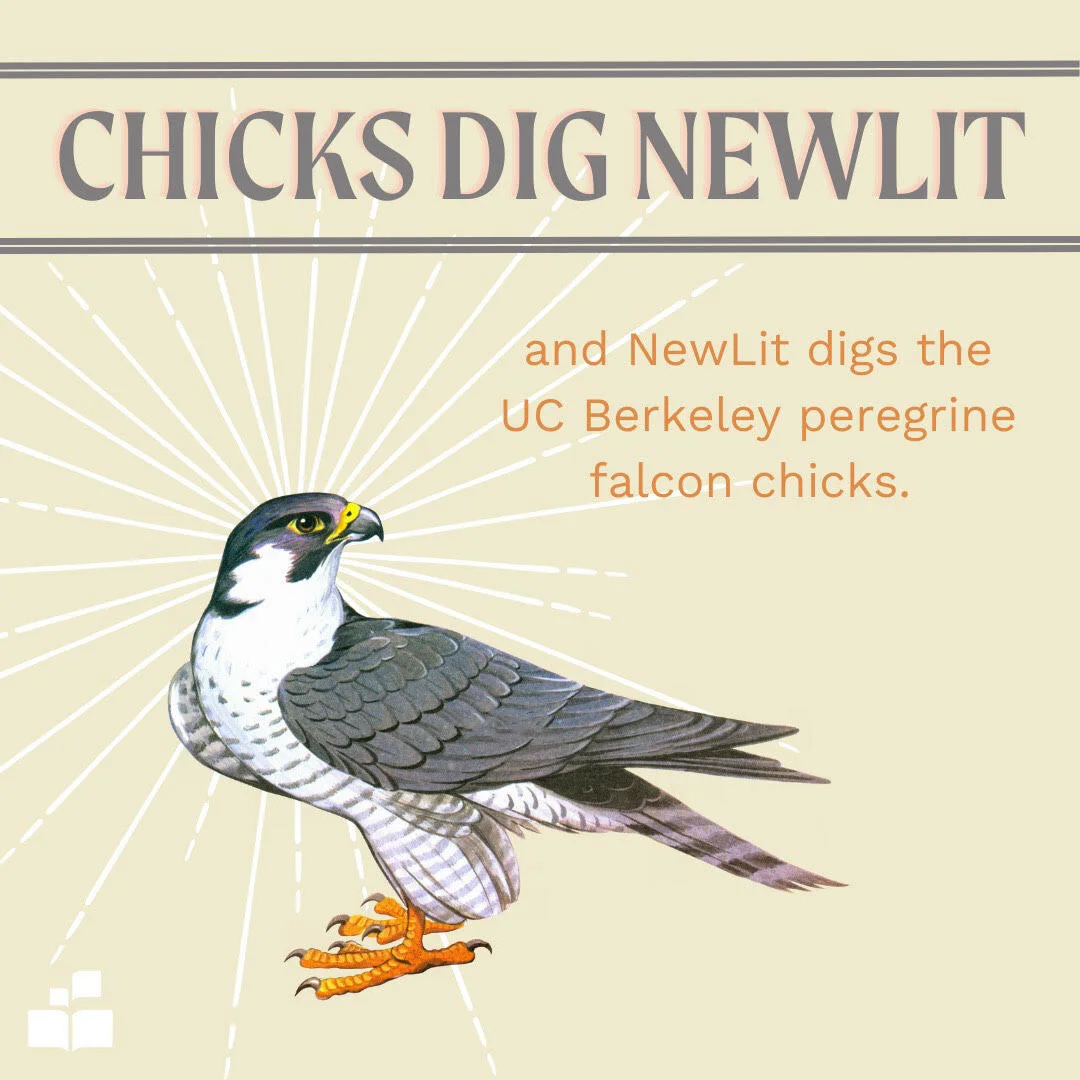 If you want to give your books a break, peek into UC Berkeley's livestream of the Cal falcon chicks. ๐ฃ Link in bio. ๐ฃ