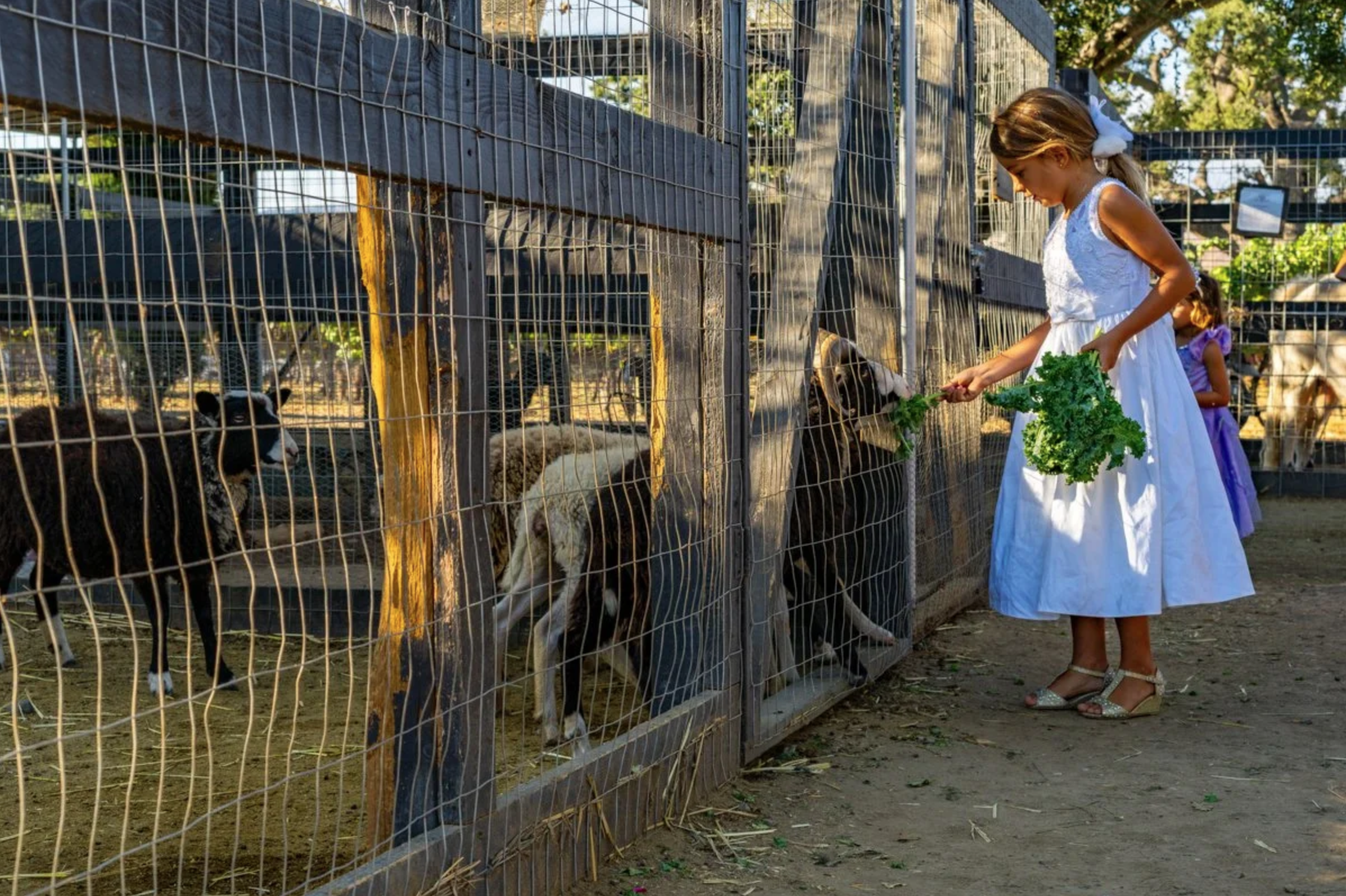 Vega Vineyard Welcomes All Ages to Buellton